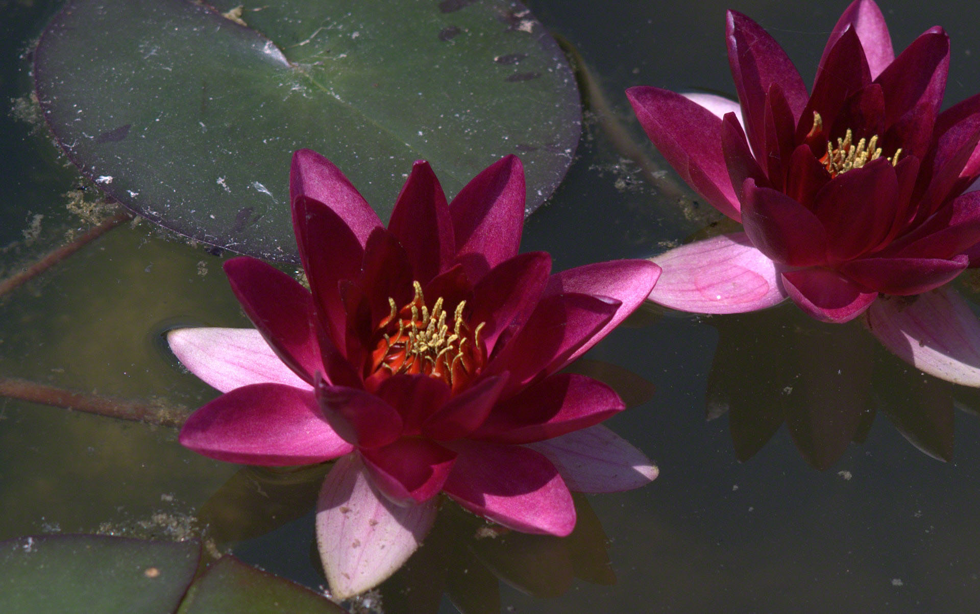 Dark Pink Water Lilies Wallpaper - Dark Water Lily - HD Wallpaper 