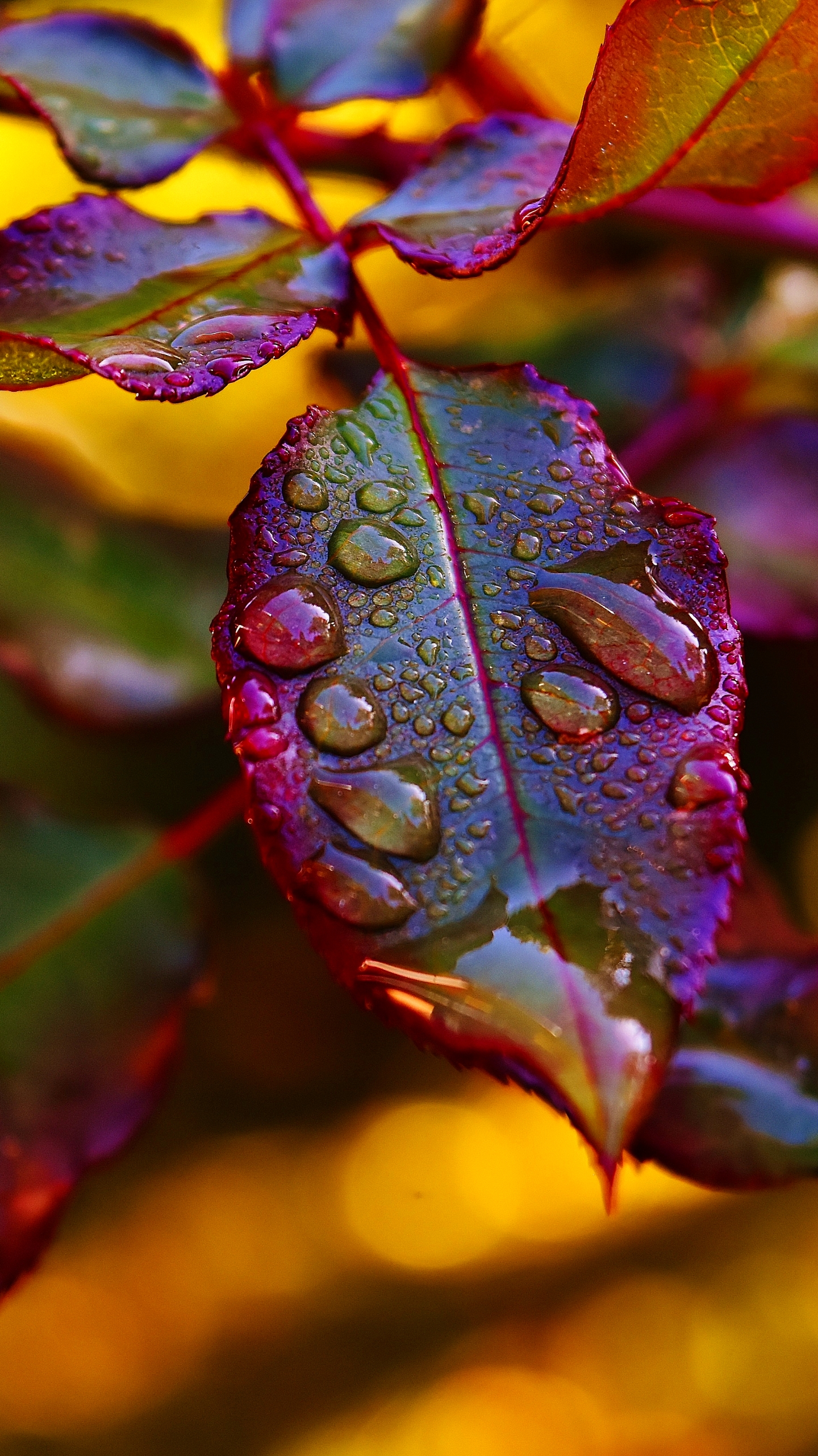 Water Drop On Leaf Wallpapers For Mobile - HD Wallpaper 