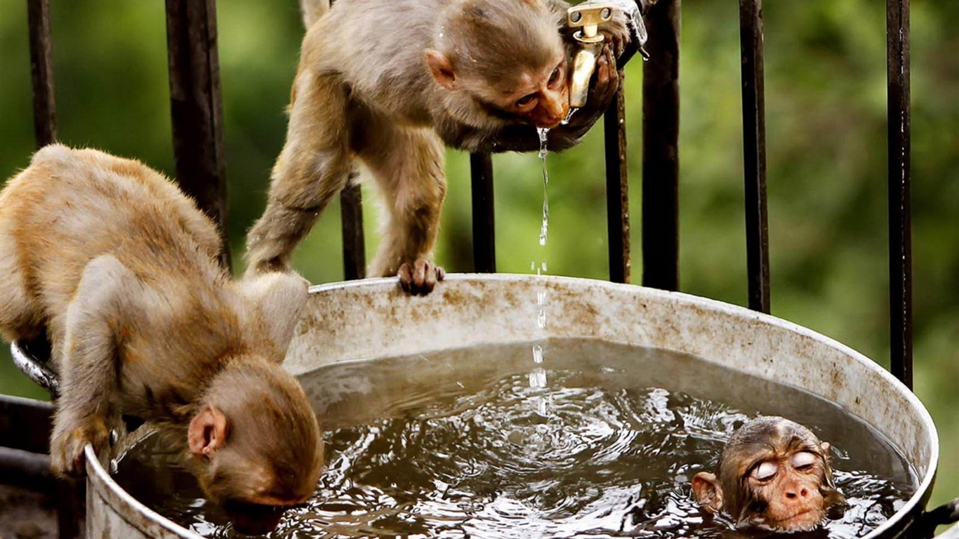 Monkey Drink Water-animal Desktop Wallpaper2012 - Cute Animals Full Hd - HD Wallpaper 