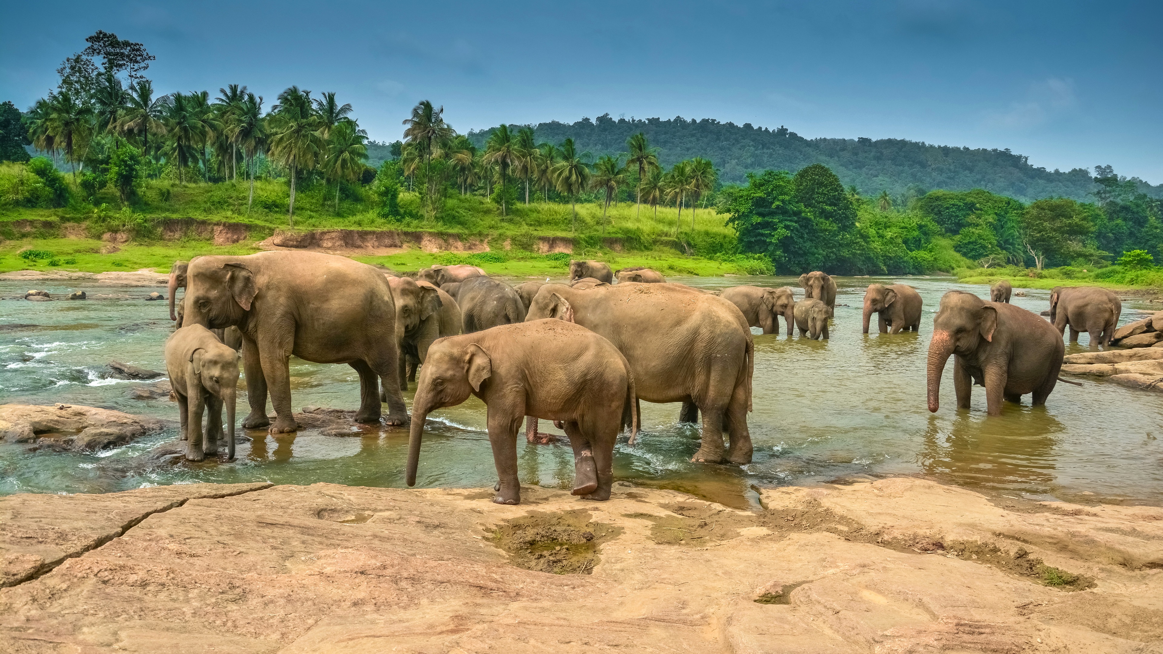 Elephant Herd Near Pond - HD Wallpaper 
