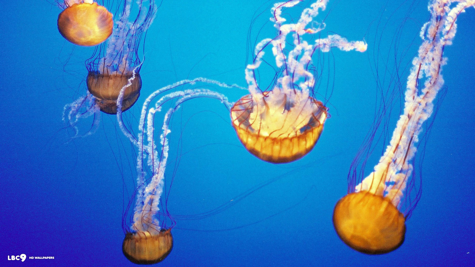 Atlantic Sea Nettle Desktop Wallpaper 
 Data-src - Jellyfish - HD Wallpaper 