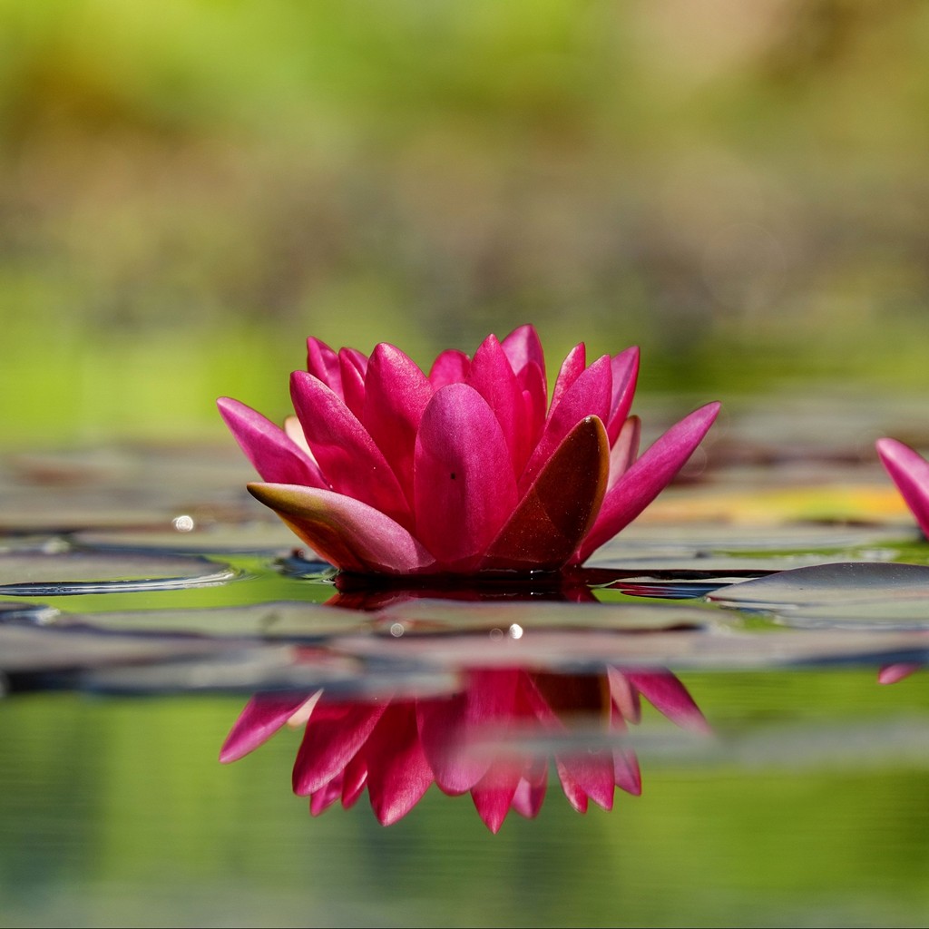 Waterlily Flower Petals Water Wallpaper - Water Flower - HD Wallpaper 