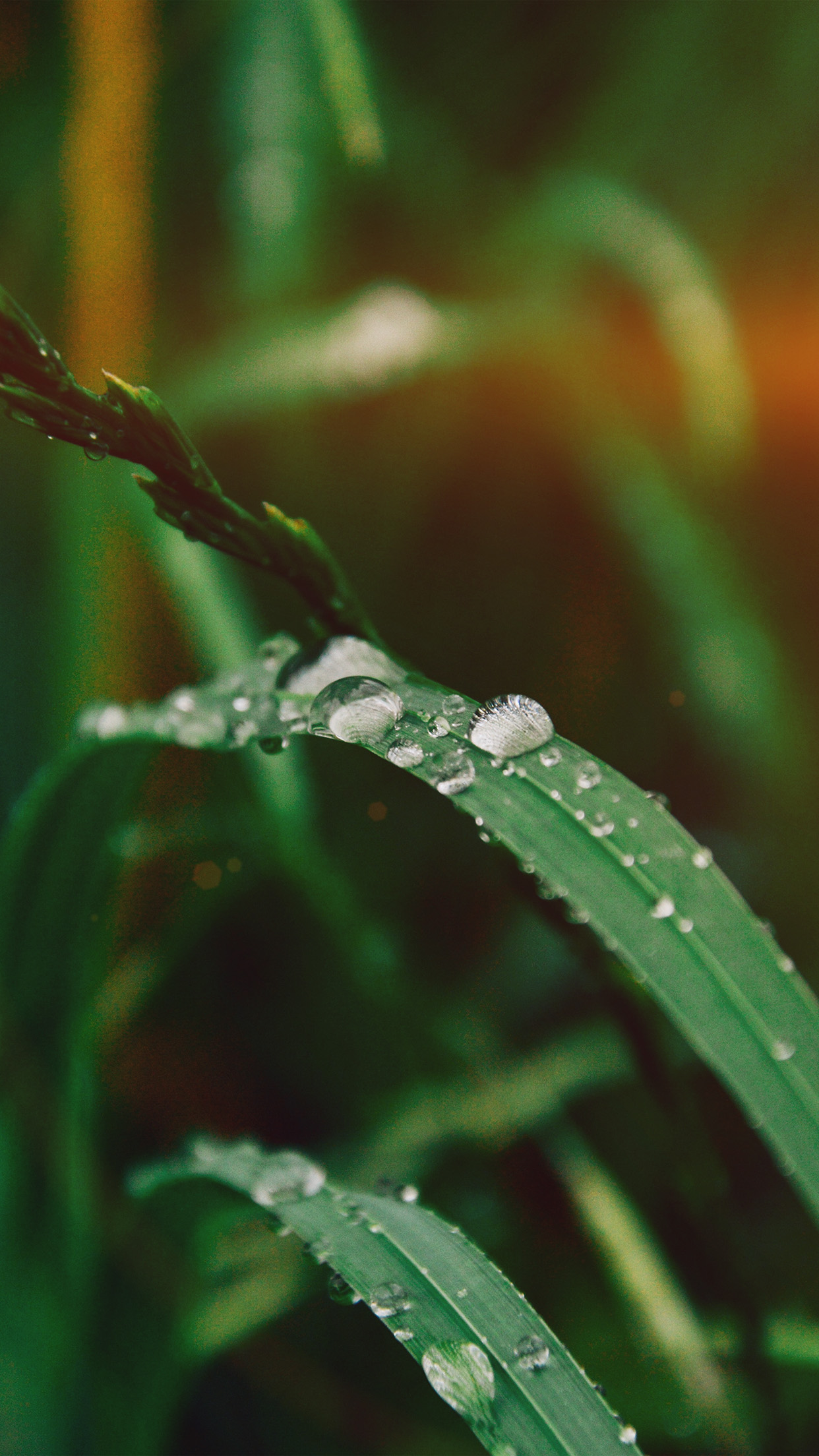 Grass Drop Water Rain Nature Forest Flare Android Wallpaper - Flower Wallpaper With A Drop Of Water - HD Wallpaper 