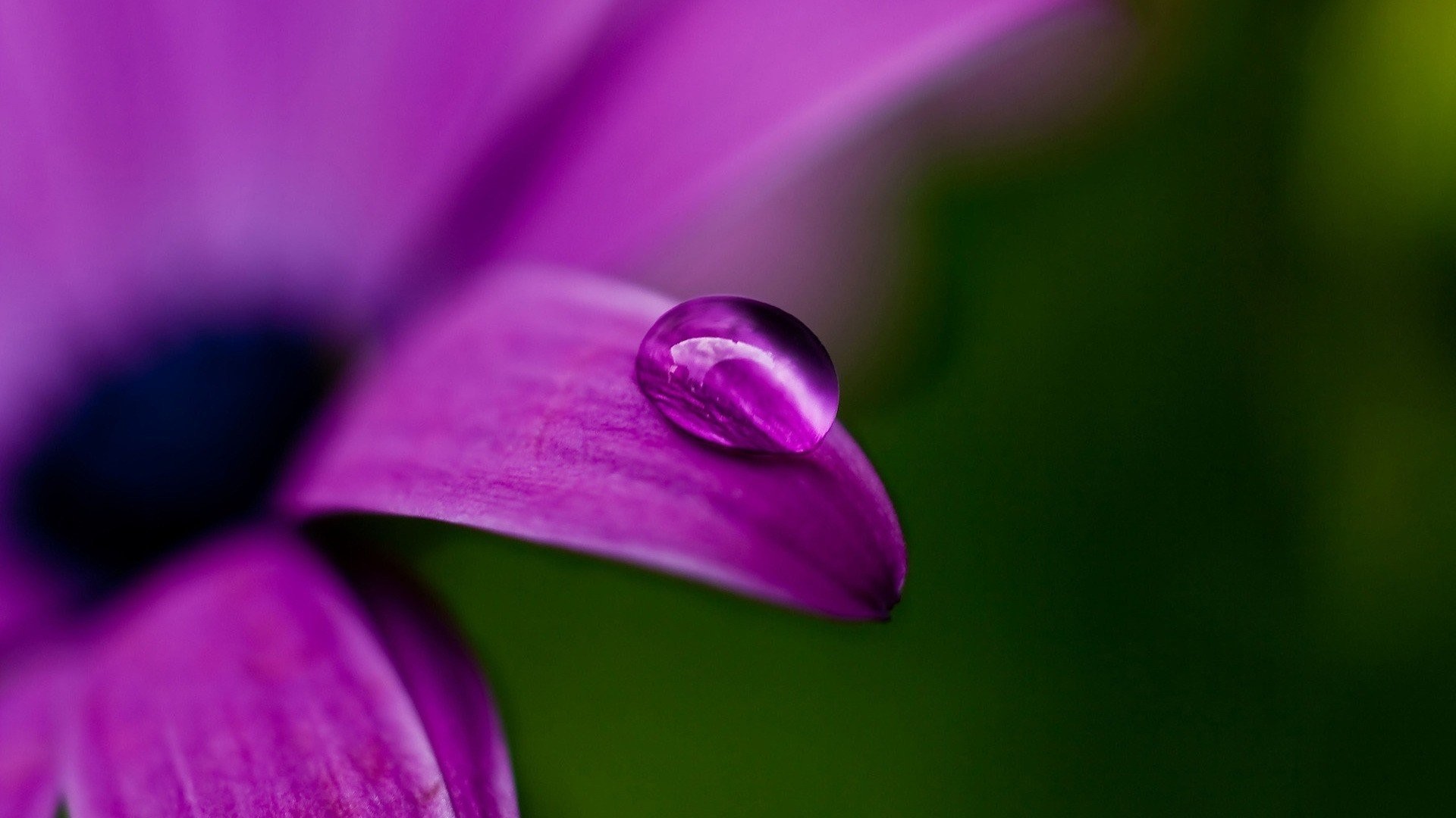 Flowers Droplets Wallpapers Hd Pictures One Hd Wallpaper - Water Droplet On Flower - HD Wallpaper 