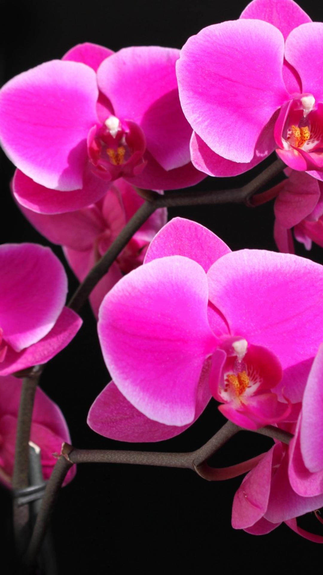 Orchid Flower Bright Crimson Iphone 6 Plus Wallpapers - Orquideas Fondos De Pantalla - HD Wallpaper 