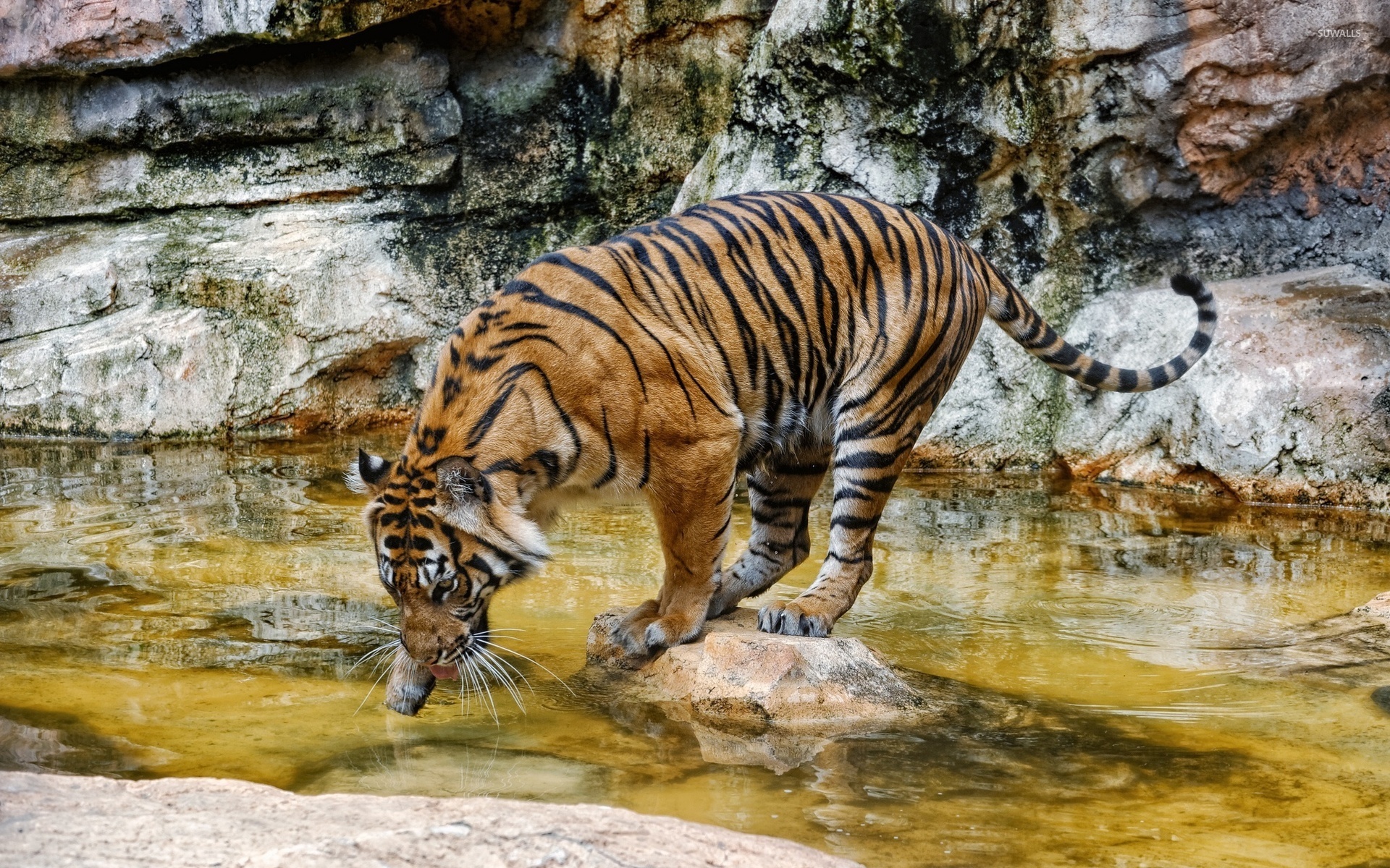 Forest Tiger Drinking Water - HD Wallpaper 