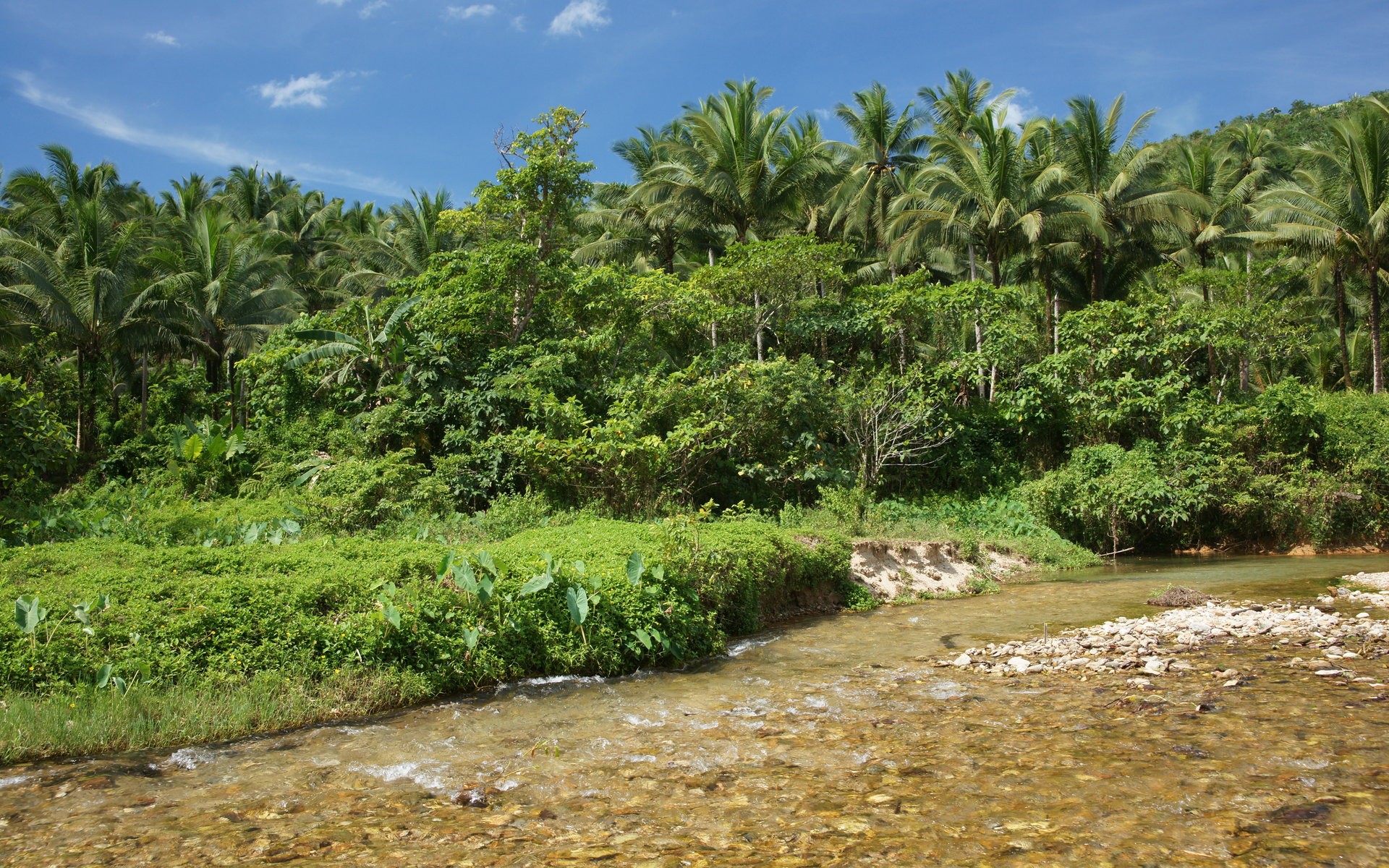 Jungle Widescreen Wallpaper - Wallpaper - HD Wallpaper 