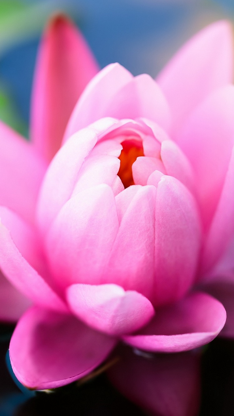 Pink Water Lily - HD Wallpaper 