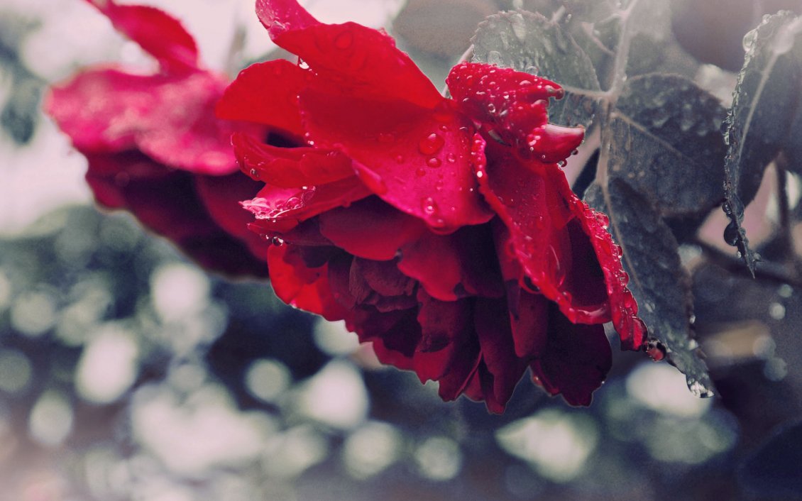 Download Wallpaper Red Roses Full Of Rainwater - Rainwater - HD Wallpaper 