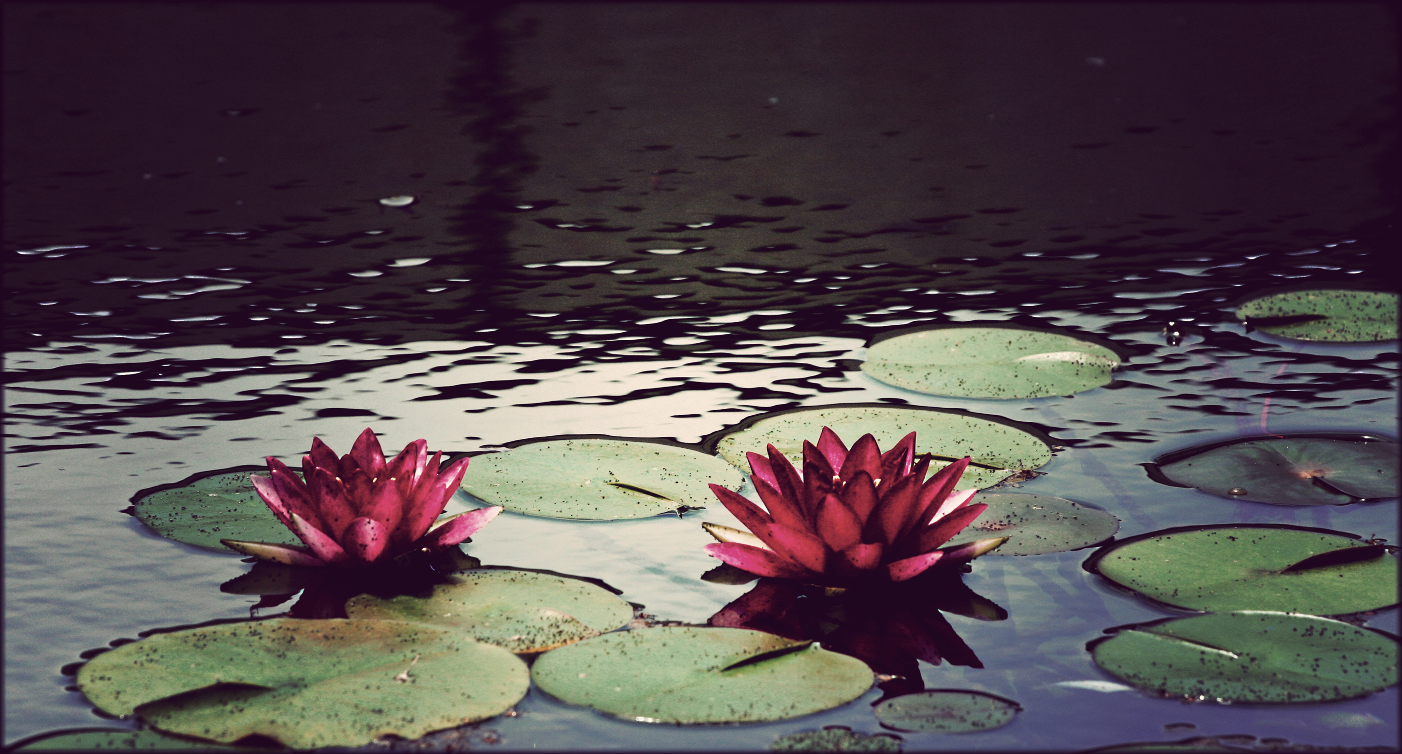Wallpaper - Flowers On A Pond - HD Wallpaper 