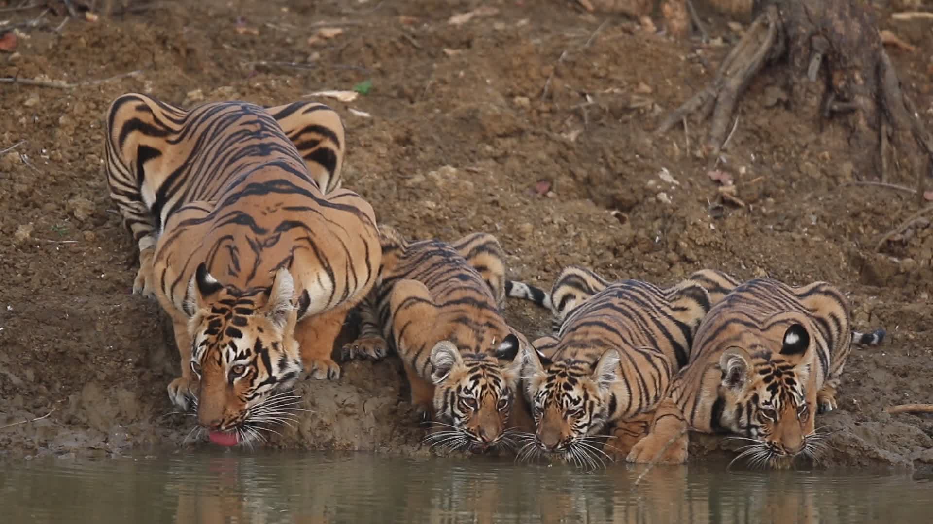 Tiger Drinking Water With Cubs - HD Wallpaper 
