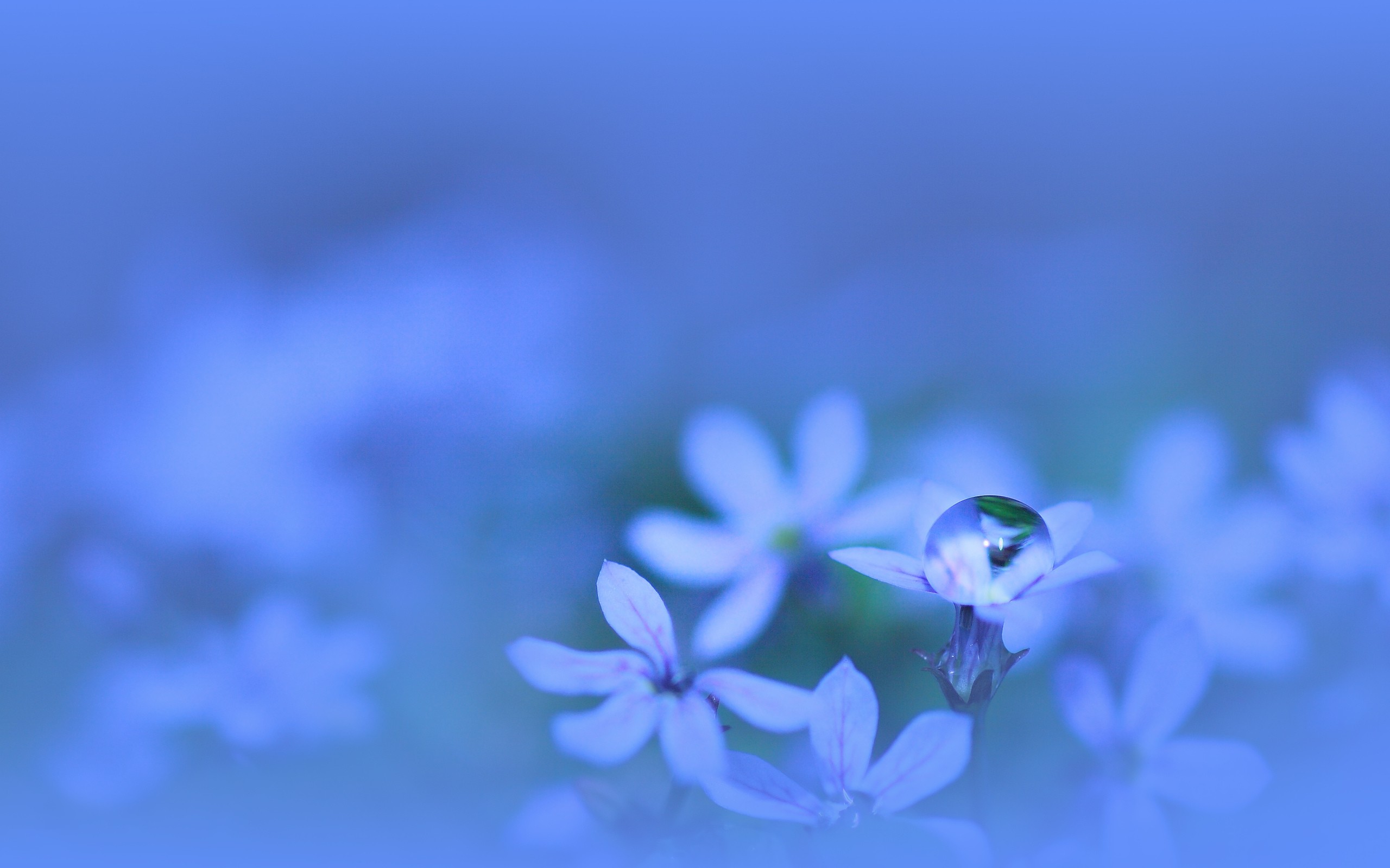 Water Drop On Small Blue Flower - Water Drop On Flower - HD Wallpaper 
