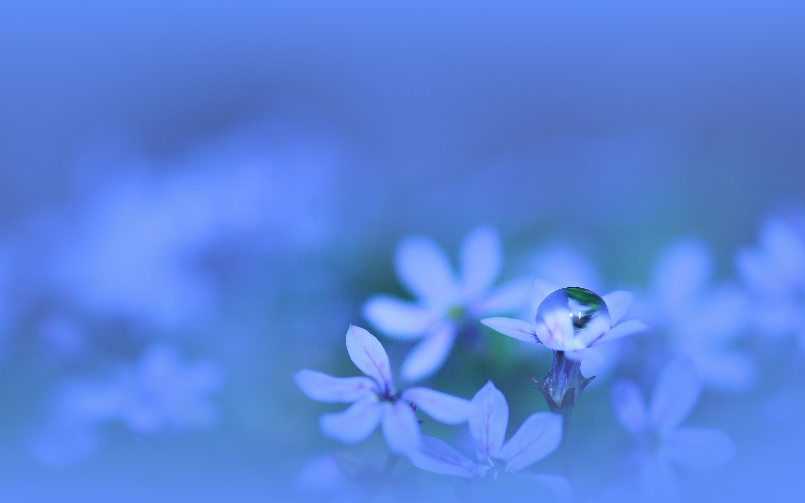 Water Drop On Small Blue Flower Water Drop On Flower 2560x1600 Wallpaper Teahub Io Water Drop On Small Blue Flower Water Drop On Flower 2560x1600 Wallpaper Teahub Io