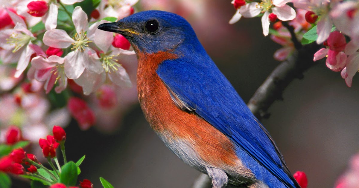 birds hd videos 1080p birds hd videos 1080p