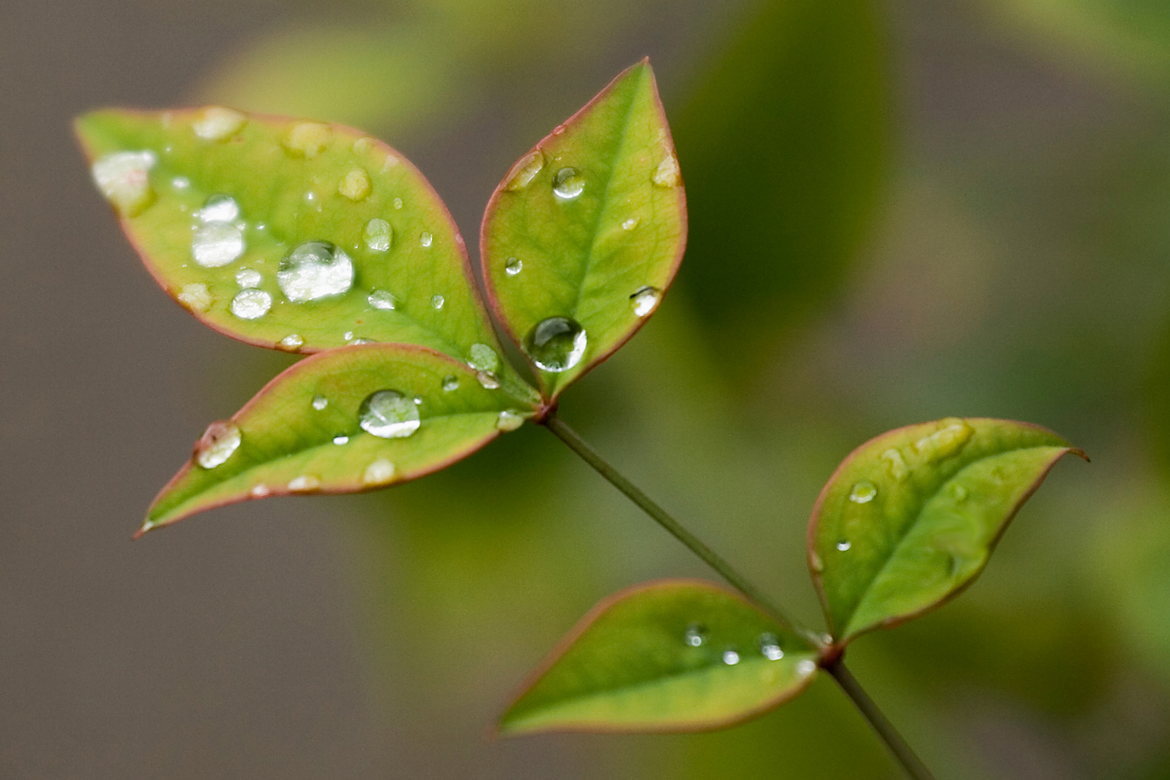 Water Droplet Water Drop On Leaf - HD Wallpaper 