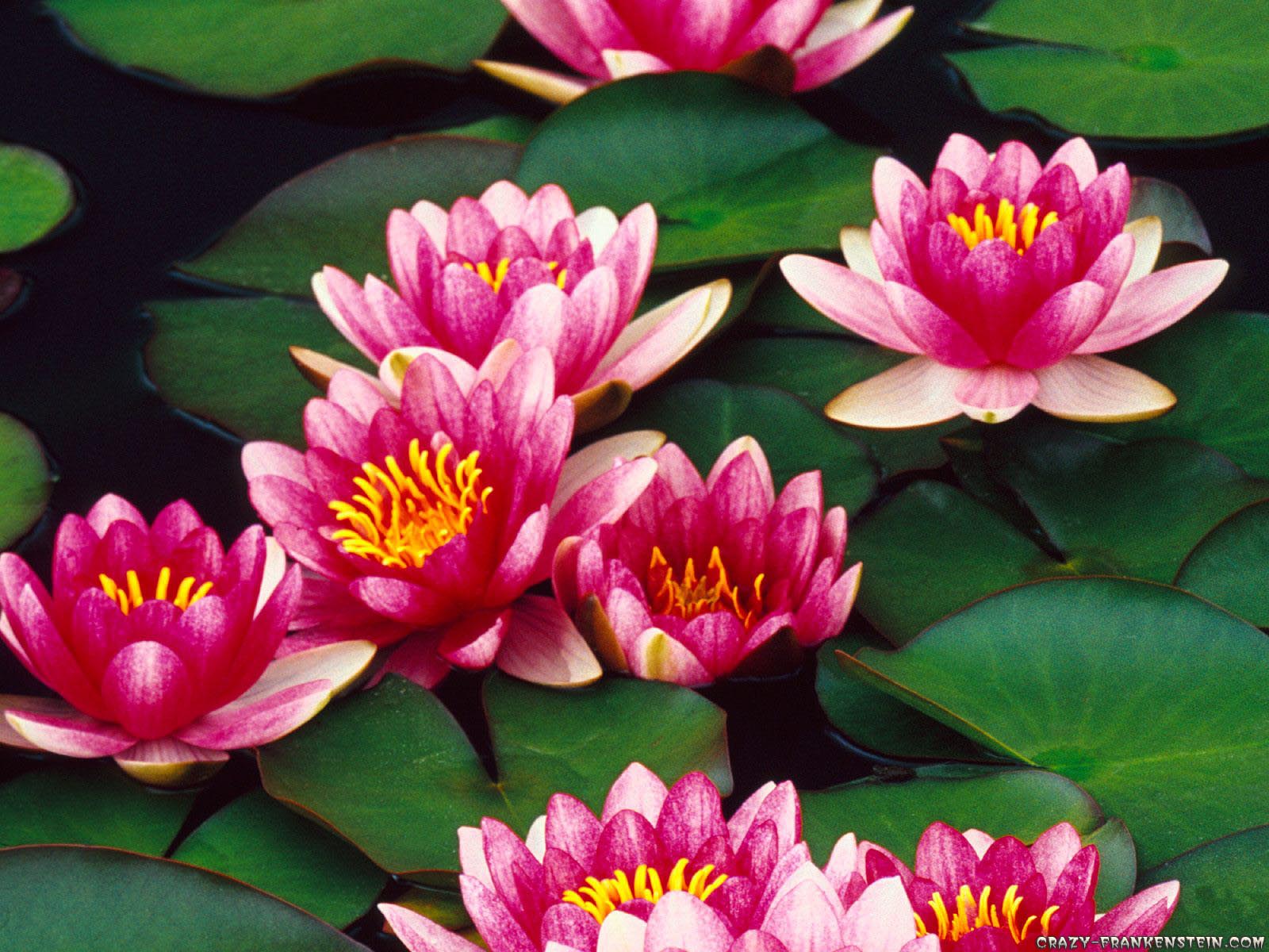 Flowers Wallpaper Water Lily - 1600x1200 Wallpaper Flowers Wallpaper Water Lily - 1600x1200 Wallpaper