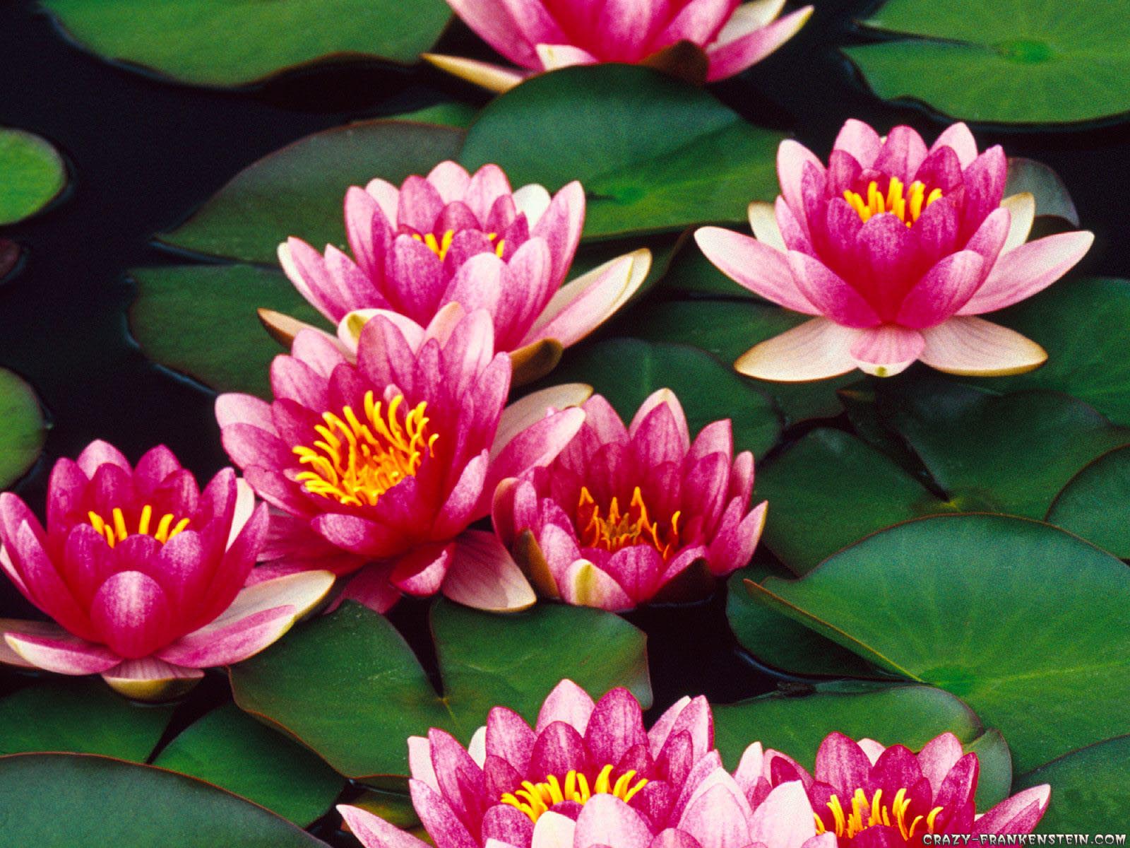 Flowers Wallpaper Water Lily - HD Wallpaper 