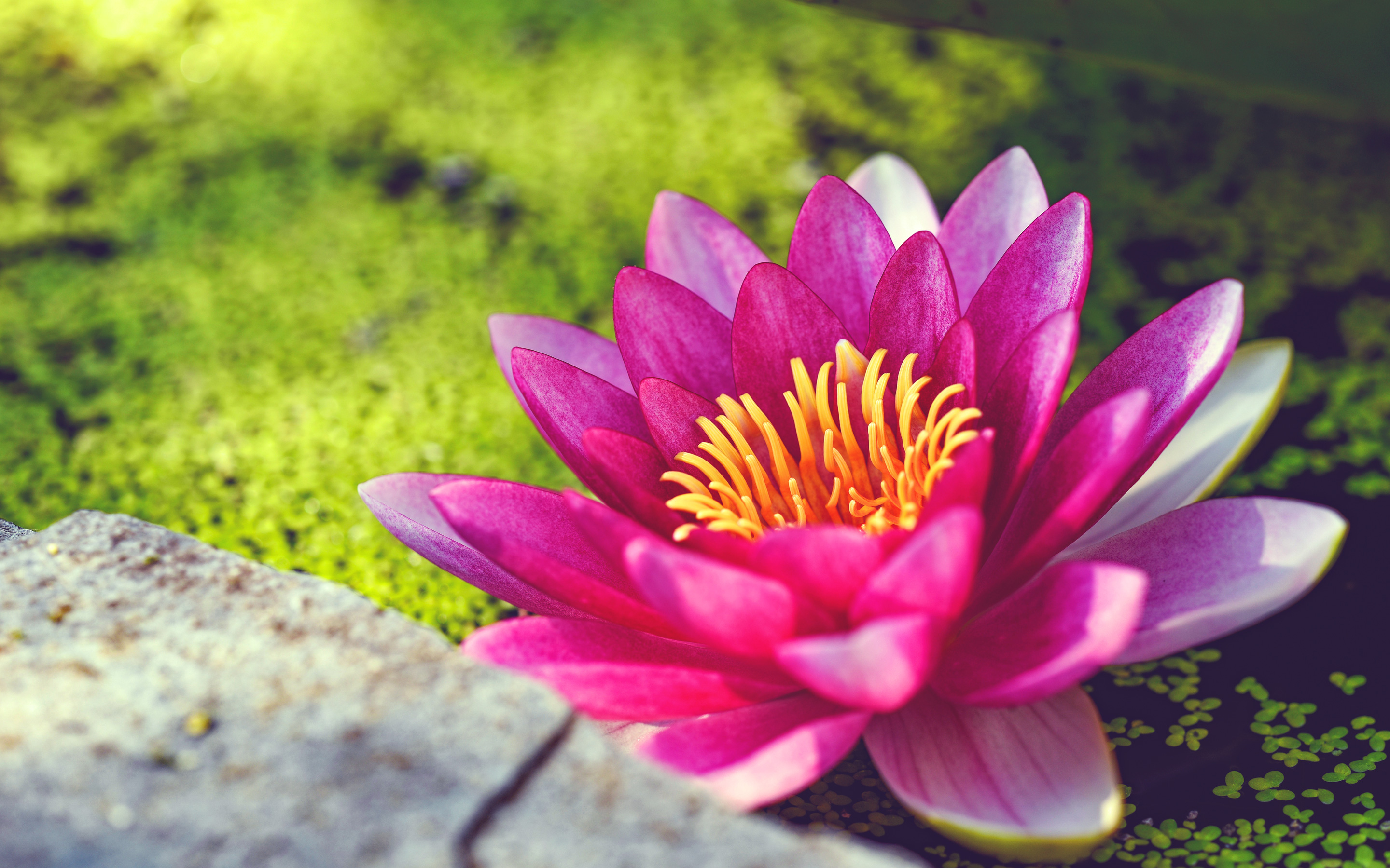 Pink Water Lily Flower Wallpaper - Pink Water Lily Flower Hd - HD Wallpaper 