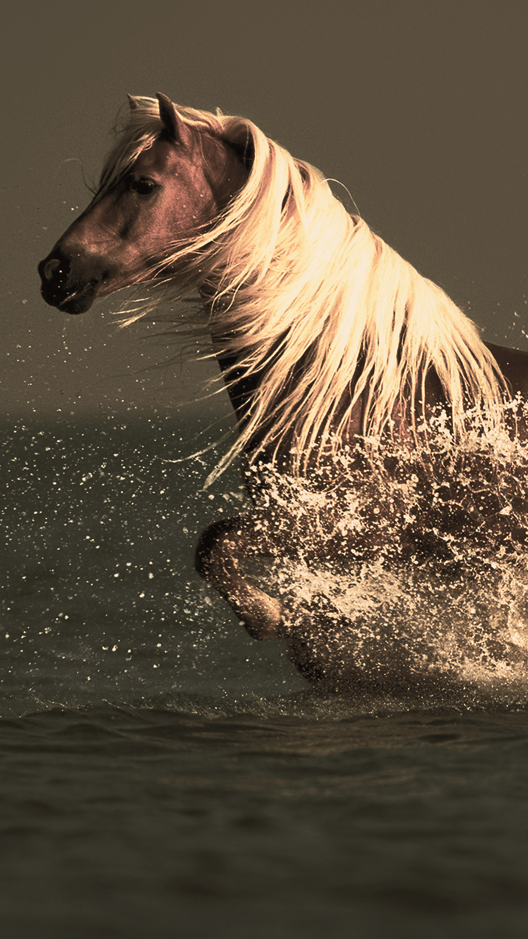 Horse In Water - HD Wallpaper 