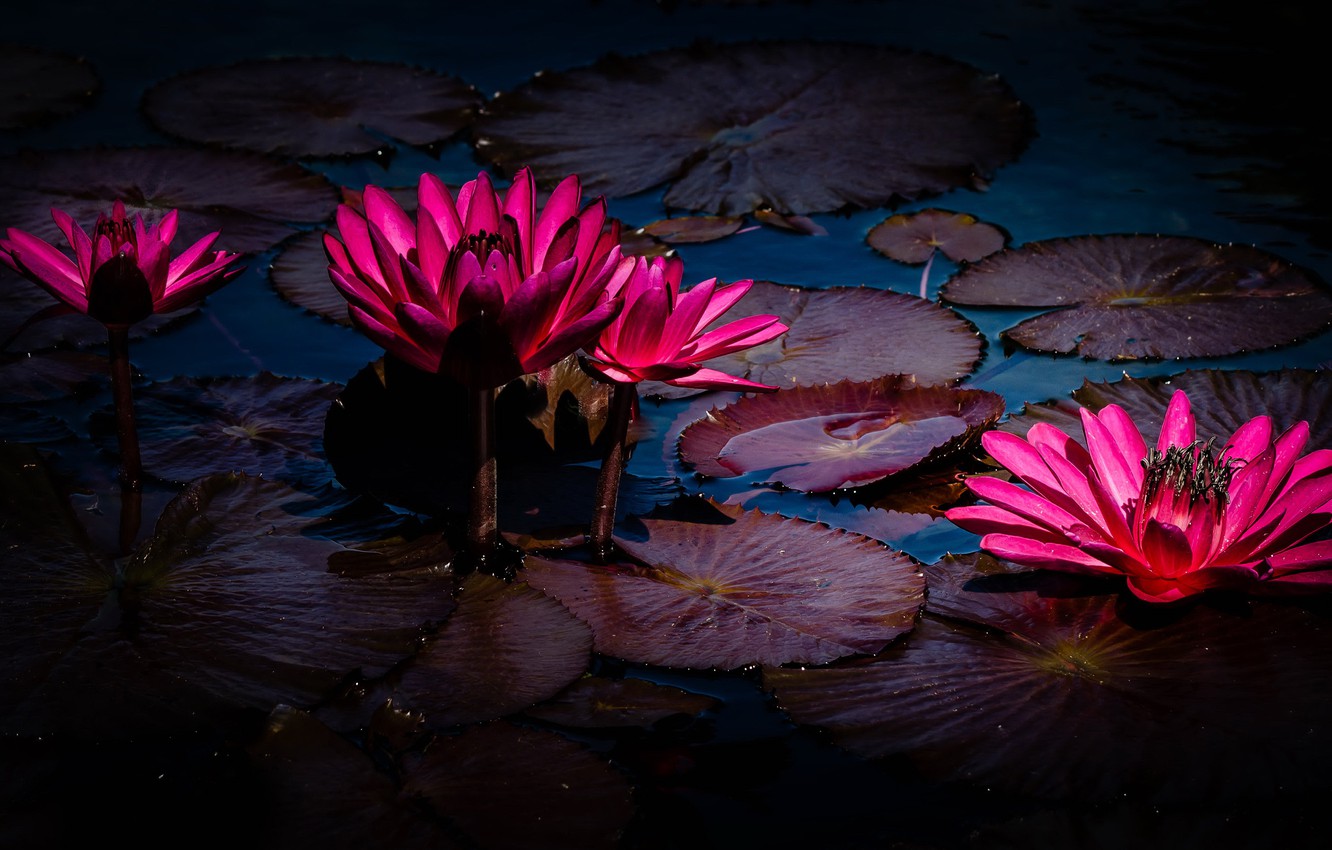 Photo Wallpaper Leaves, Water, Flowers, Pond, The Dark - Reflection - HD Wallpaper 