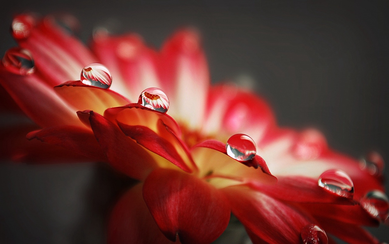 Flower Water Drops Wallpapers - Flower With Water Drops - HD Wallpaper 