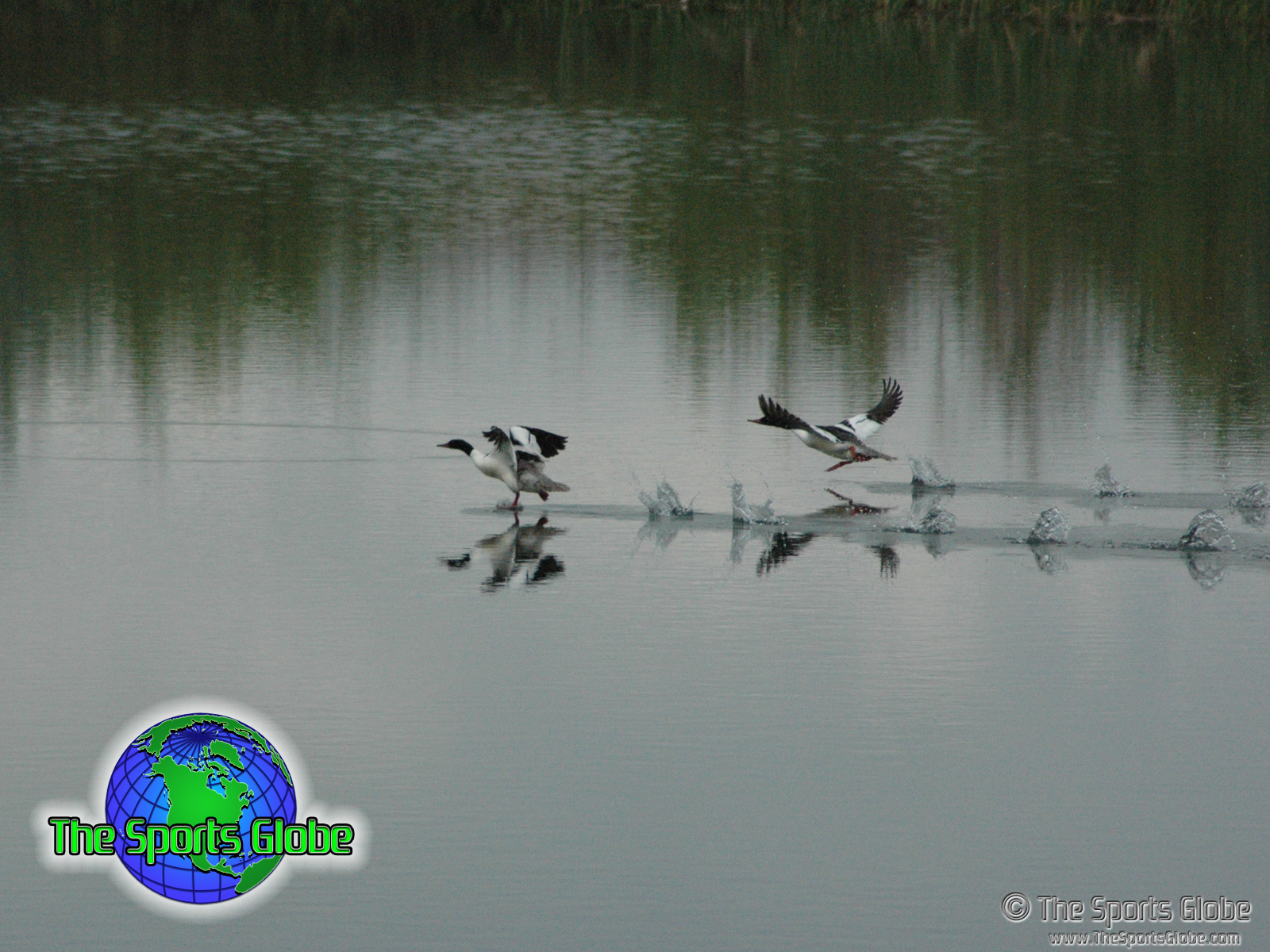 1680x1050 - HD Wallpaper 