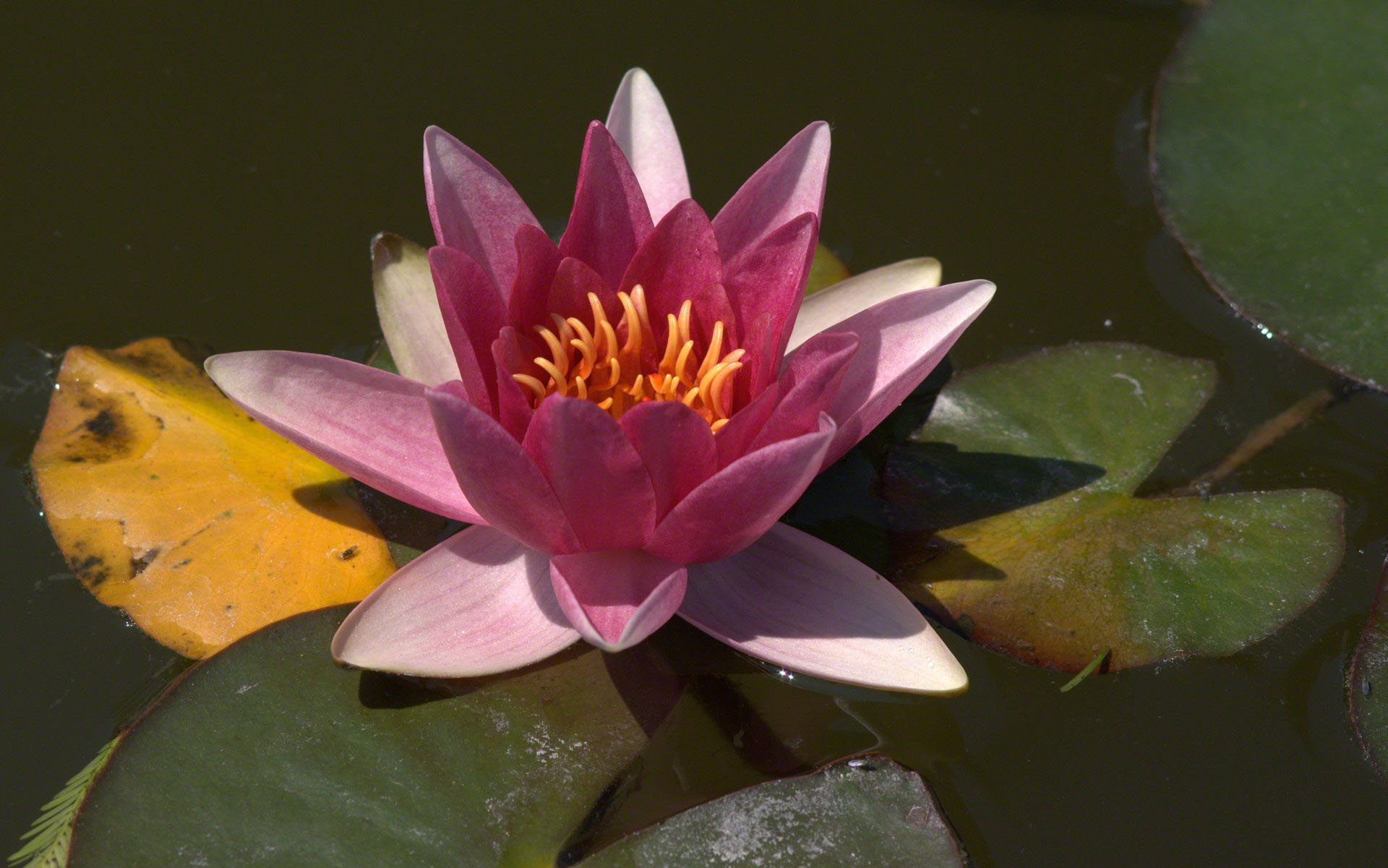 Dark Pink Water Lily - Sacred Lotus - HD Wallpaper 