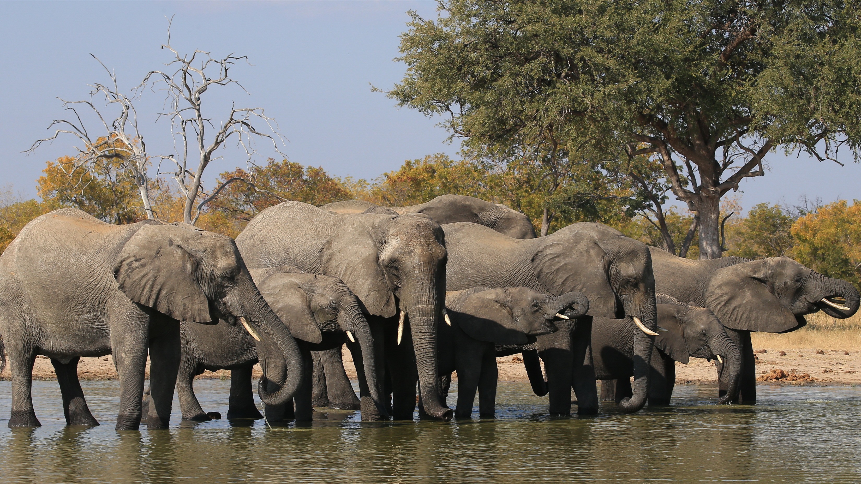 Elphant Family Drink Water In River 4k Wallpaper - Sex Elephant - HD Wallpaper 