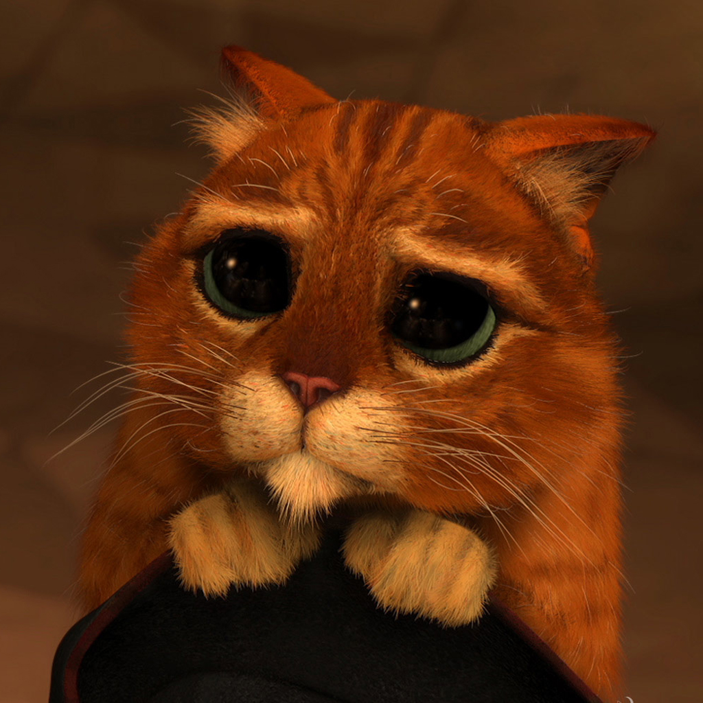 Cat With Beady Eyes - 1024x1024 Wallpaper - teahub.io