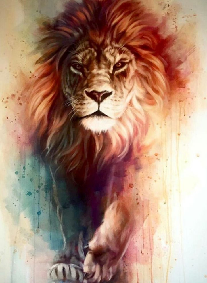 Lion Iphone Wallpaper Hd Best Wallpaper Hd - Best Wallpaper Lion - 720x983  Wallpaper 