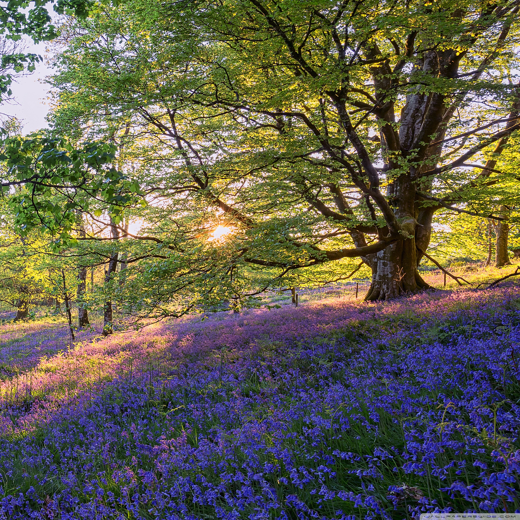 Trees In Flower Meadow - HD Wallpaper 