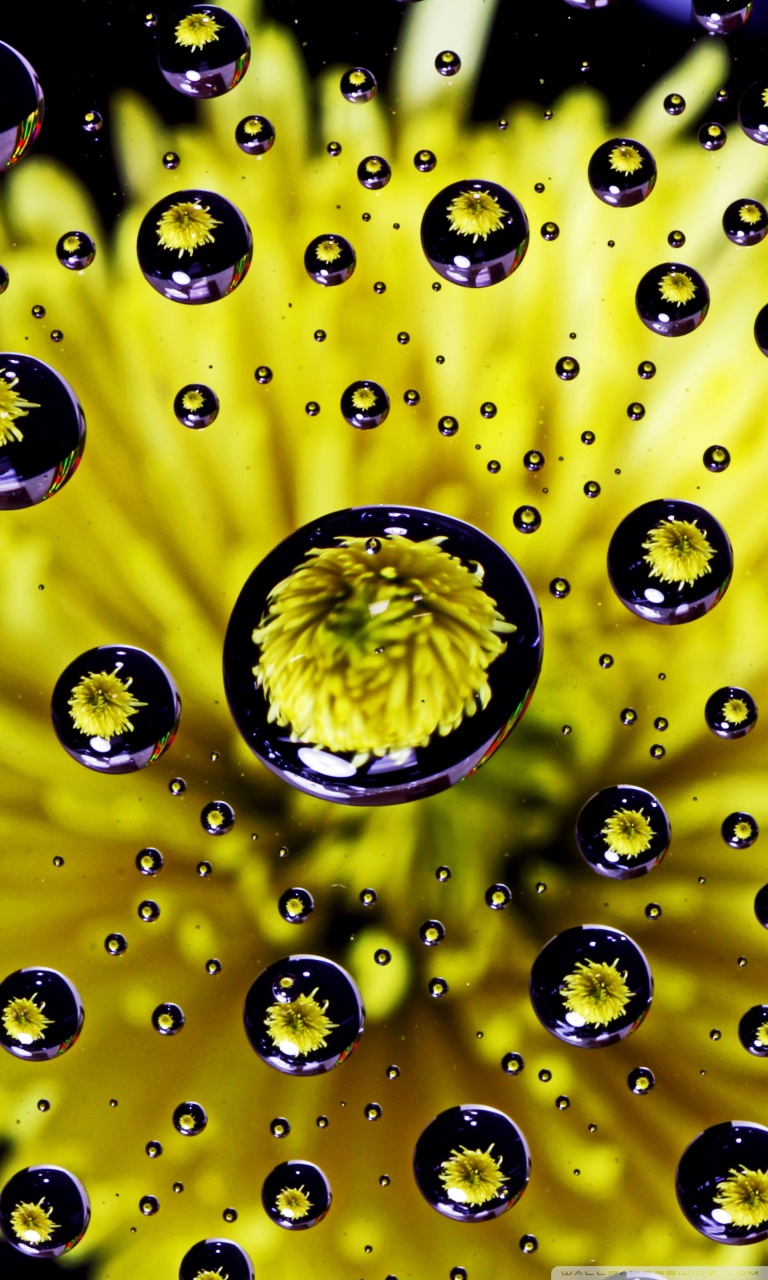 Water Drop Flower Image Wallpaper Hd - HD Wallpaper 