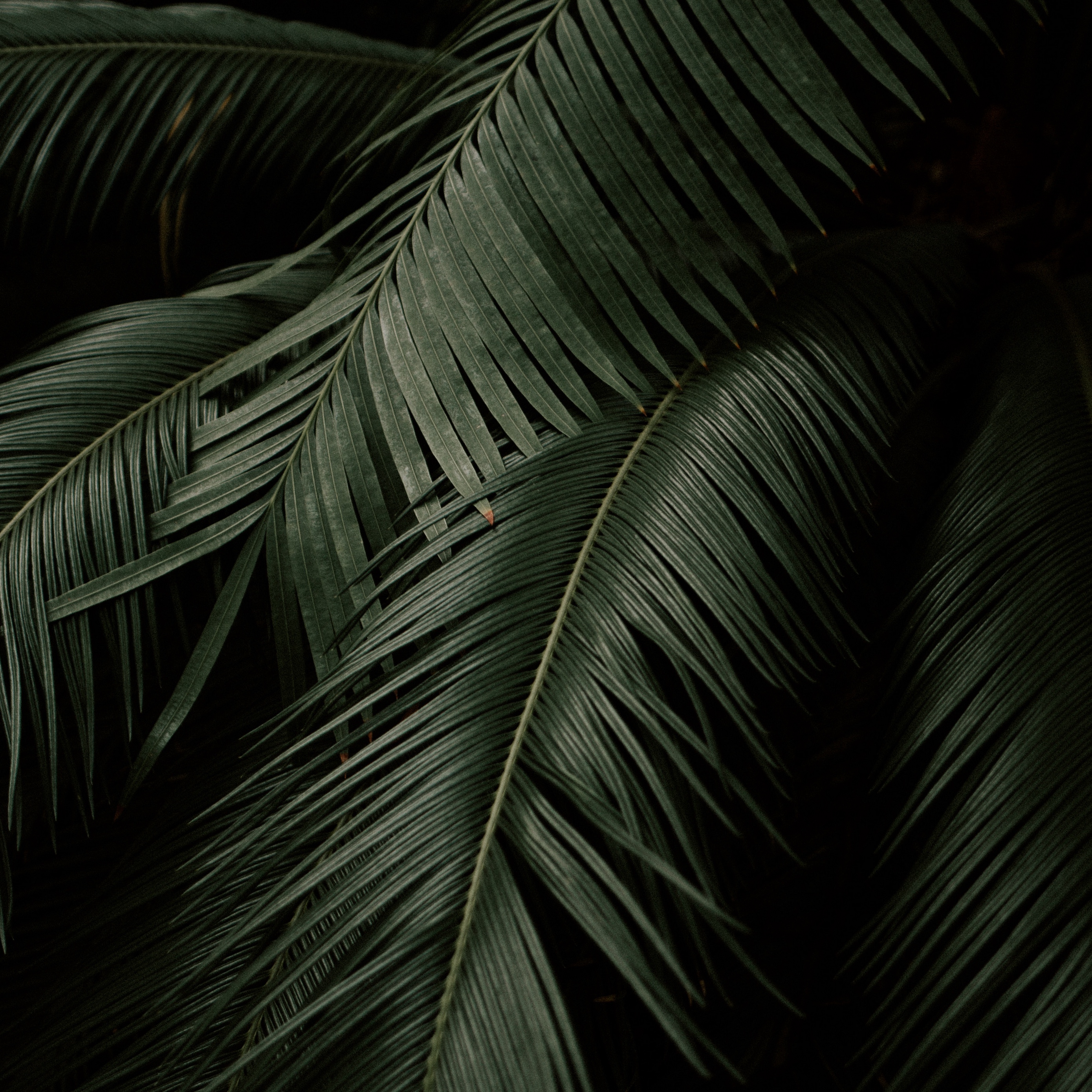 Wallpaper Leaves, Plant, Green, Dark, Botanical Garden - Botanical Desktop Background Hd - HD Wallpaper 