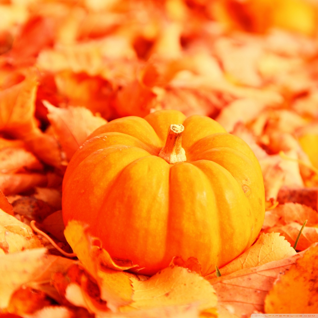 Leaves And Pumpkins Background - HD Wallpaper 