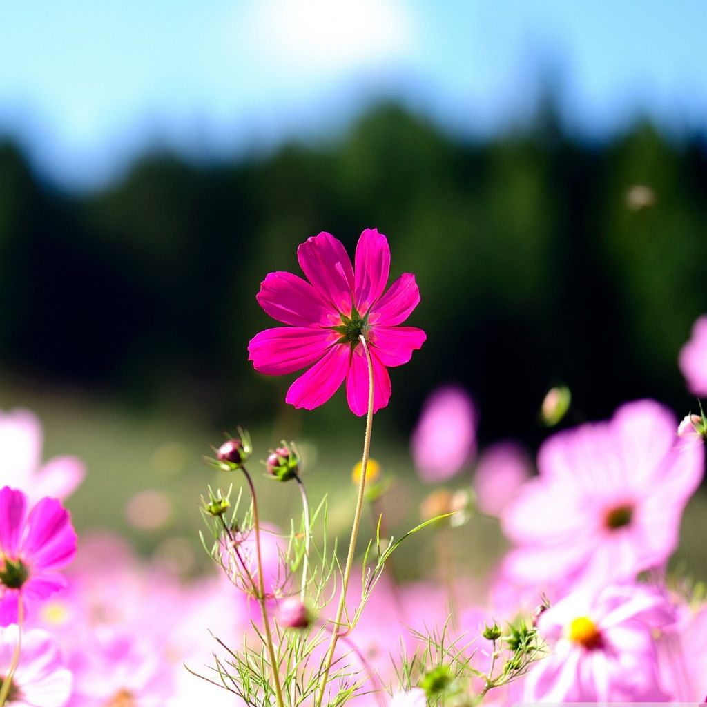 Beautiful Flower Cover Photo For Facebook - HD Wallpaper 