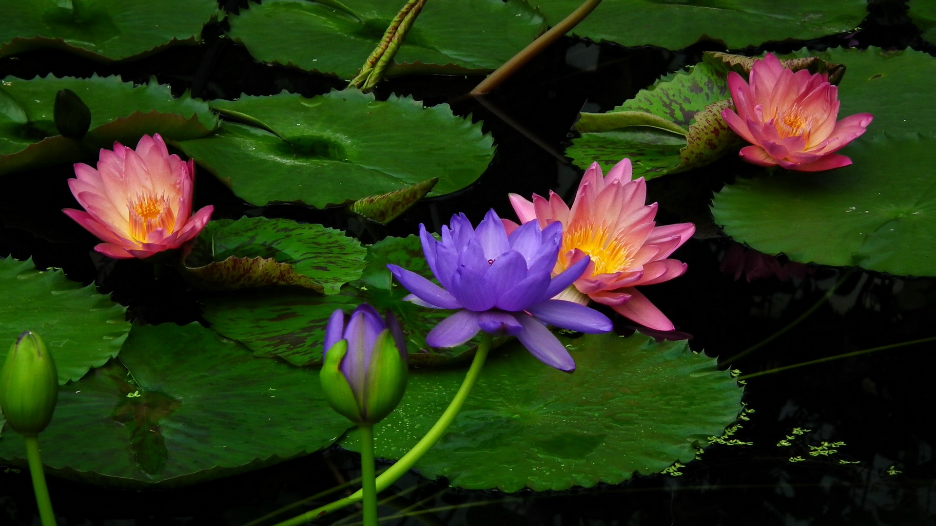 Water Lilies Blue And Pink - Water Lilies Wallpaper Download - 1920x1080  Wallpaper 