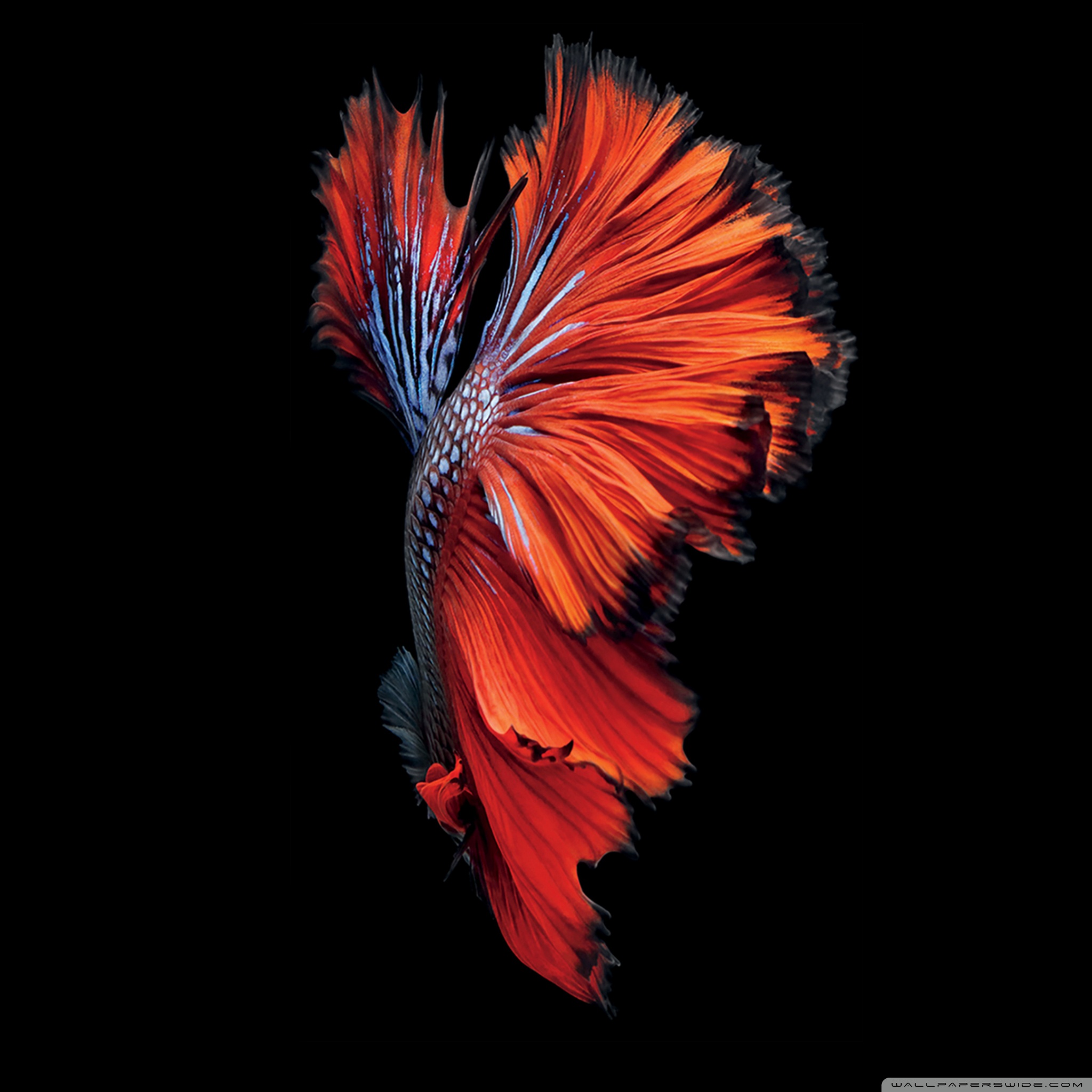 Hd Live Wallpapers For Iphone 7 - 2048x2048 Wallpaper Hd Live Wallpapers For Iphone 7 - 2048x2048 Wallpaper
