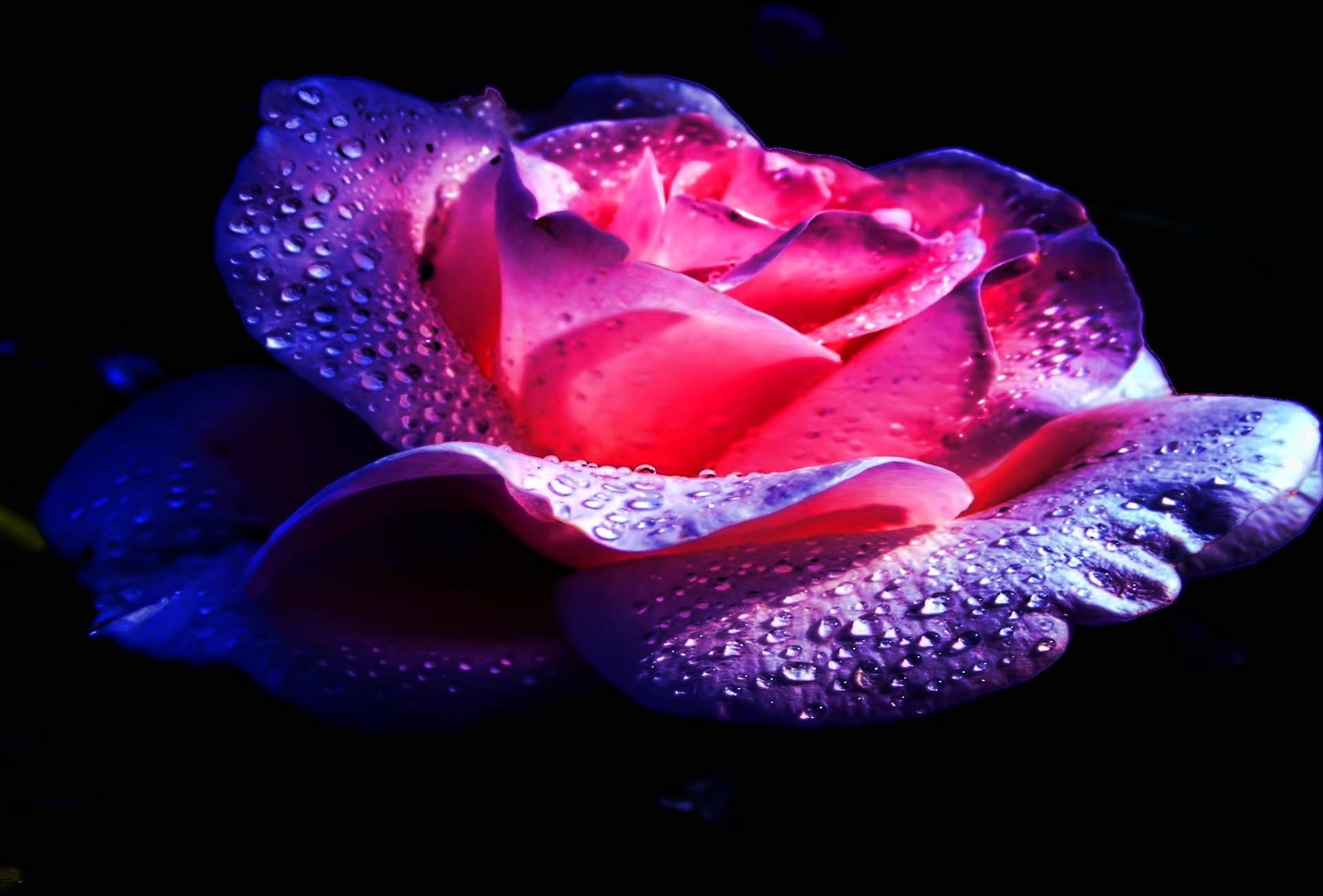 Download Wallpaper Purple And Pink Rose With Water - Happy Birthday Ronda - HD Wallpaper 