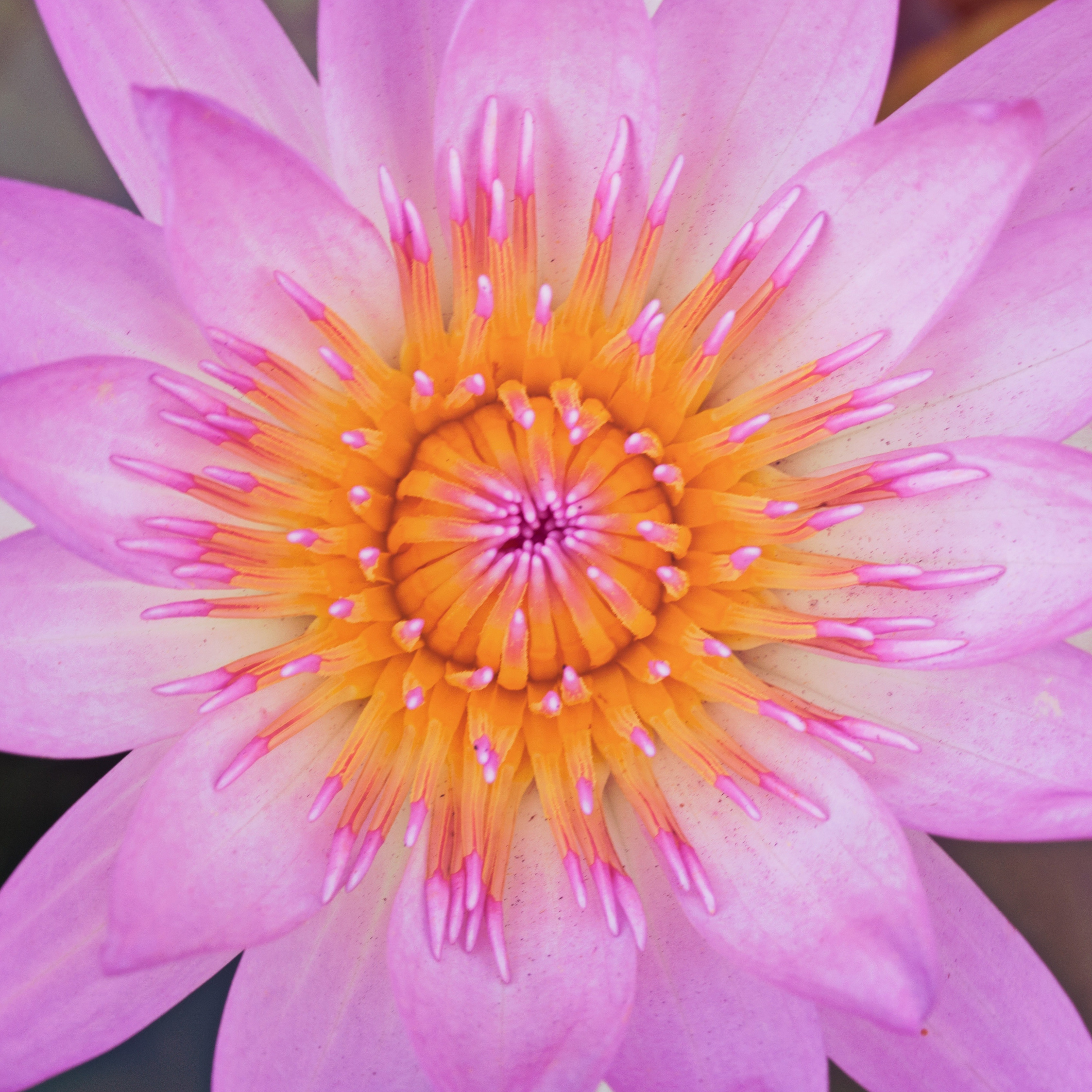 Close Up, Pink Water Lily, Bloom, Wallpaper - Water Lily - HD Wallpaper 