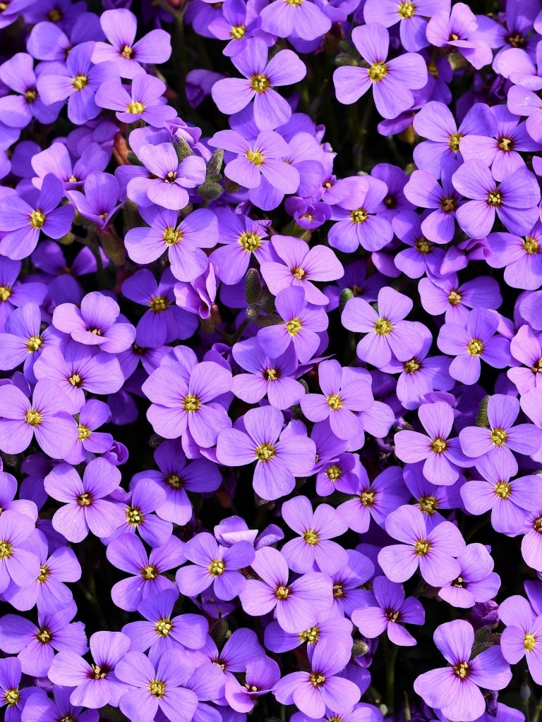 Purple Aubrieta, Garden, Pretty - 4k Wallpaper Flowers - HD Wallpaper 