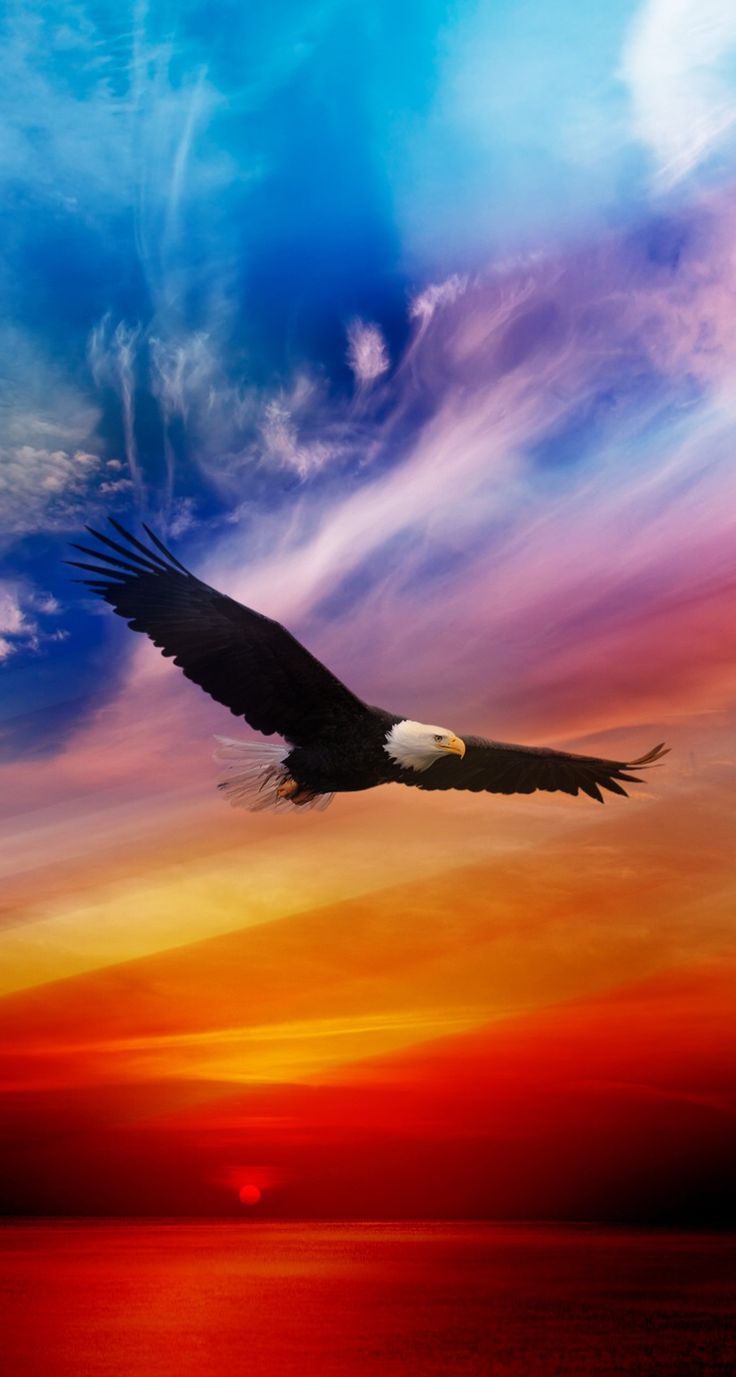 Eagle Flying In Sunset - HD Wallpaper 