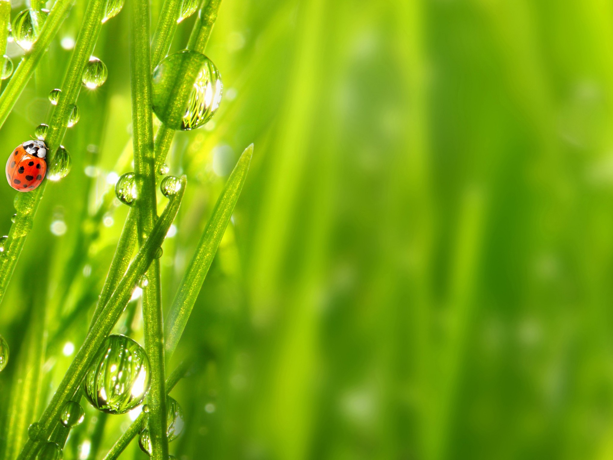 Nature Background For Ipad Air Desktop Wallpapers Hd - Green Grass - HD Wallpaper 