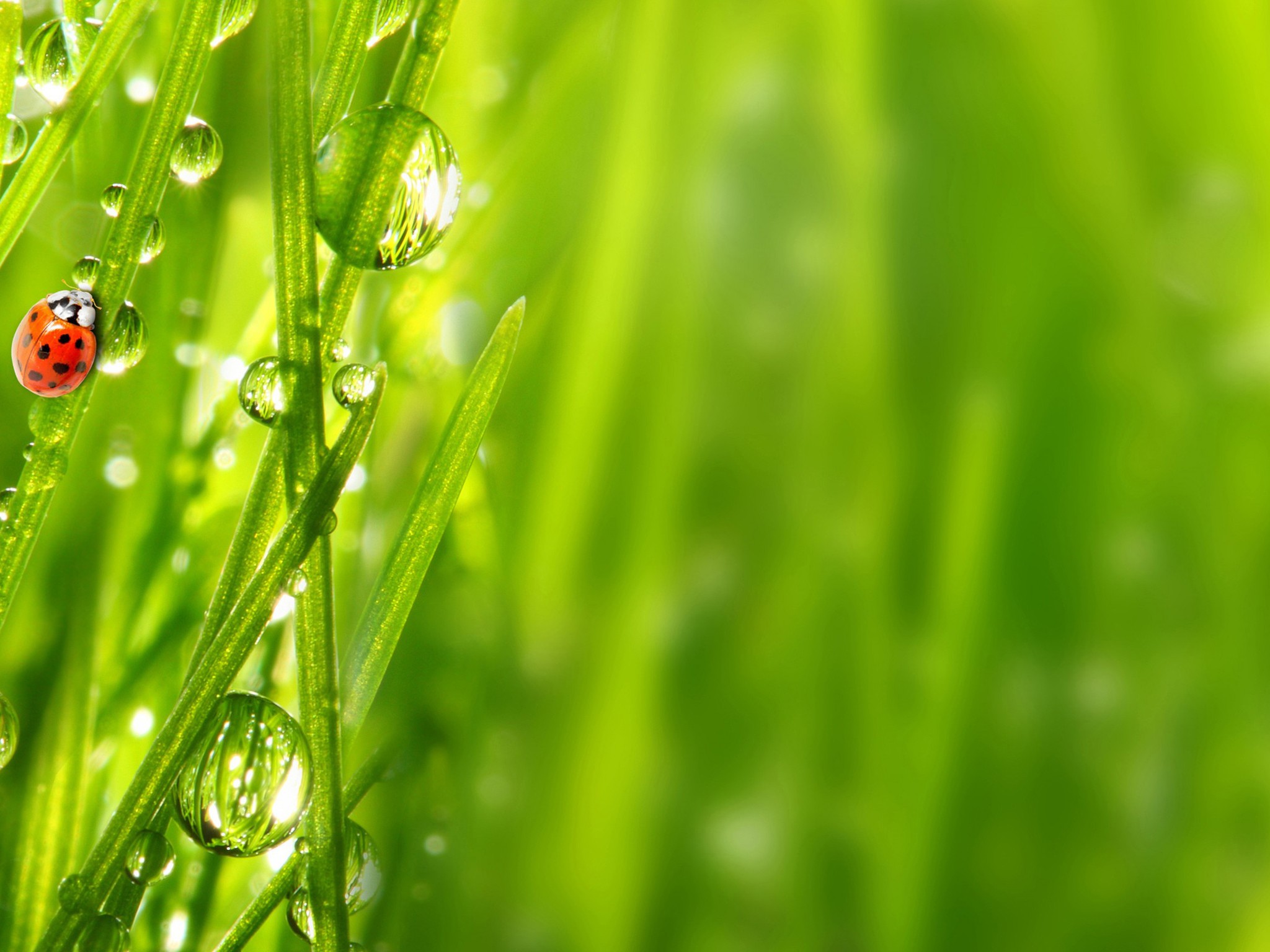 Nature Background For Ipad Air Desktop Wallpapers Hd - Green Grass - 2048x1536 Wallpaper Nature Background For Ipad Air Desktop Wallpapers Hd - Green Grass - 2048x1536 Wallpaper