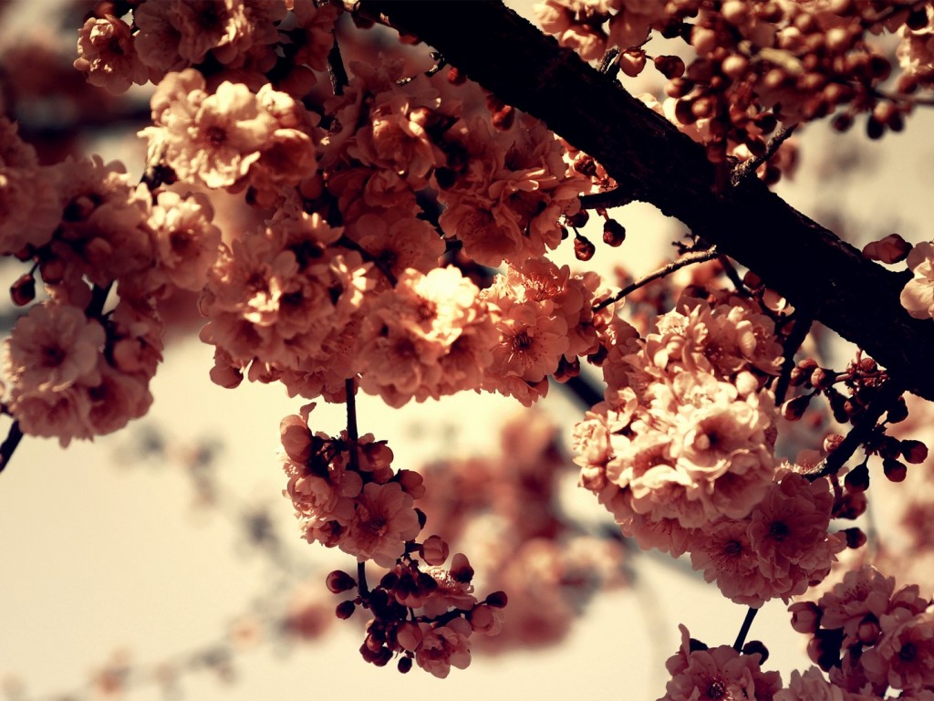 Beautiful Wallpapers Hd For Ipad - HD Wallpaper 