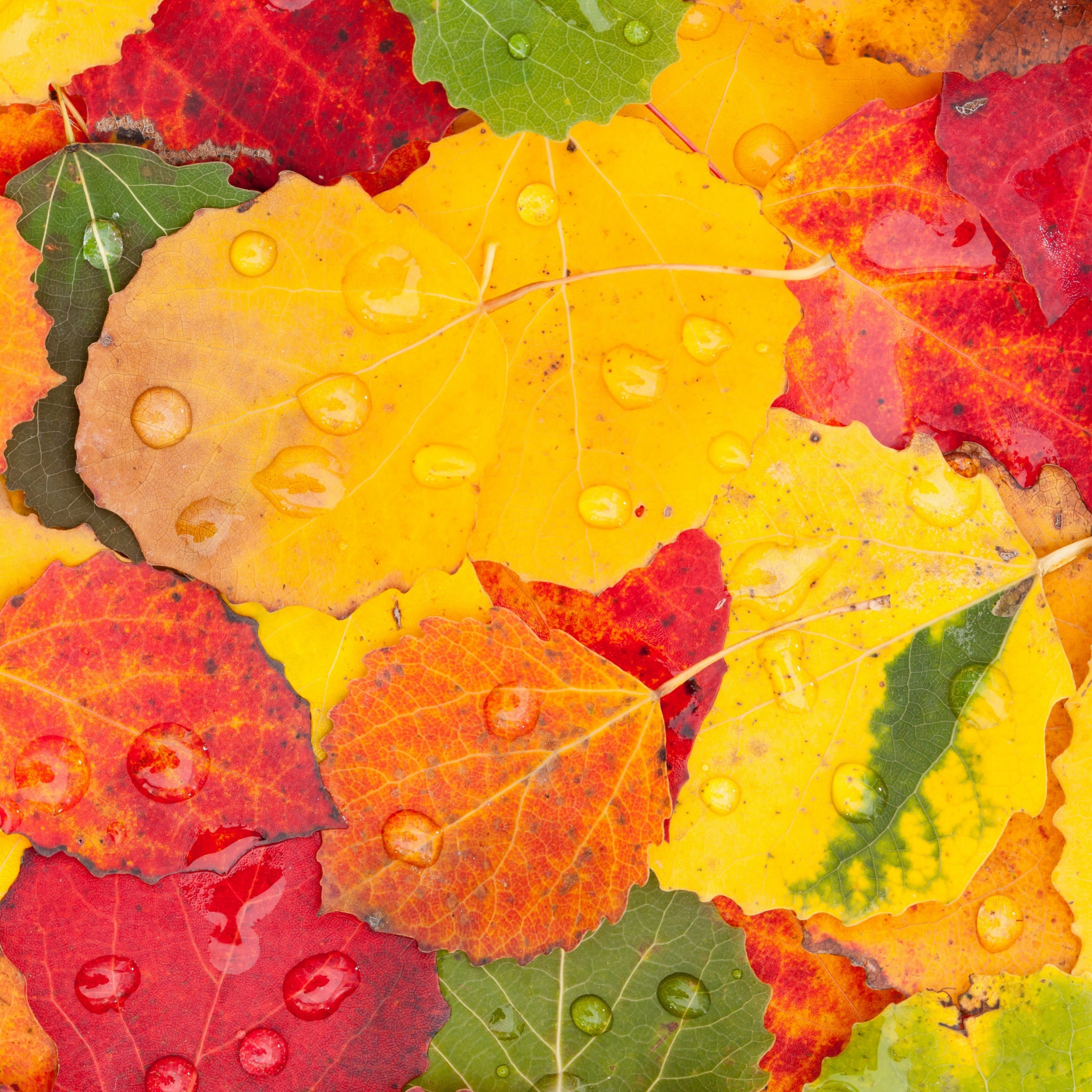 Autumn, Drops, Macro, Leaves, Wallpaper - Autumn Wallpaper Ipad Mini - HD Wallpaper 