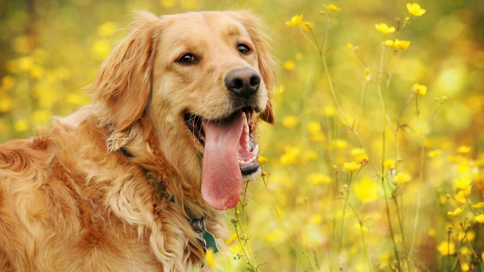 Golden Retriever Iphone Wallpaper High Quality Is 4k - HD Wallpaper 