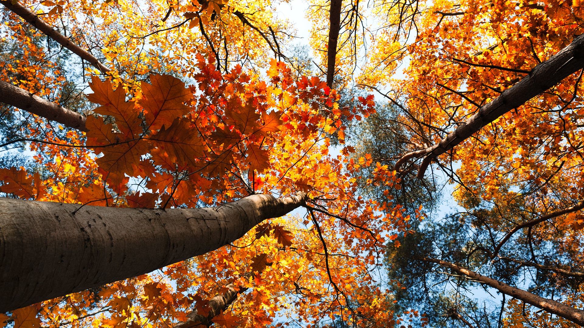 Looking Up Into A Canopy Of Fall Leaves 
 Data Src - High Resolution Fall Mac Backgrounds - HD Wallpaper 