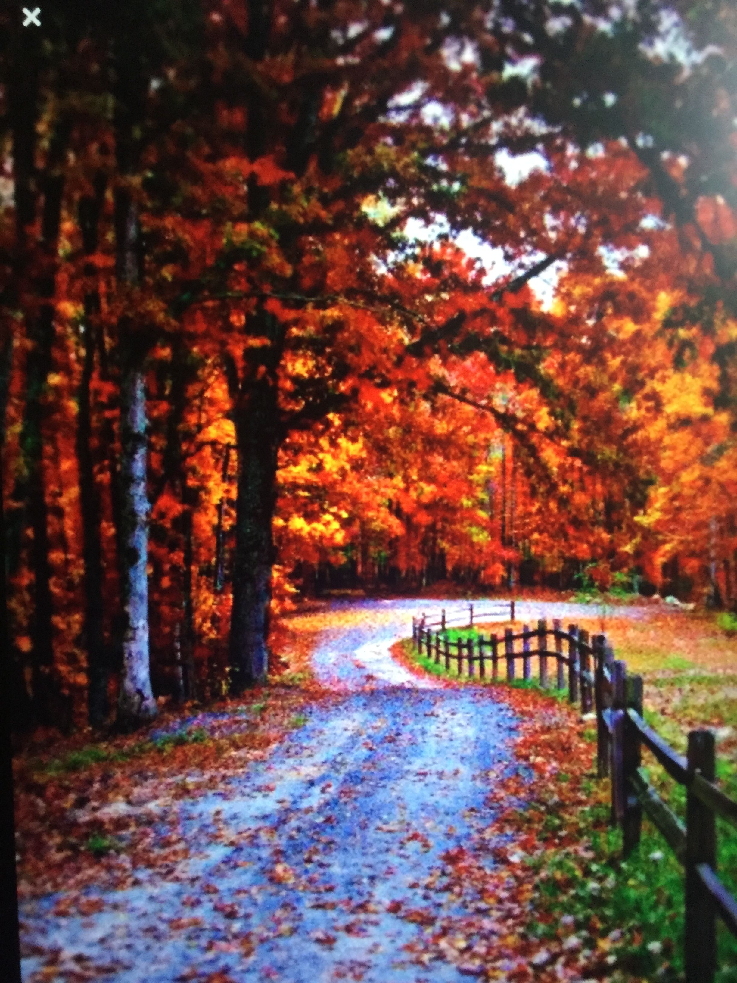 autumn-months-in-india-2448x3264-wallpaper-teahub-io