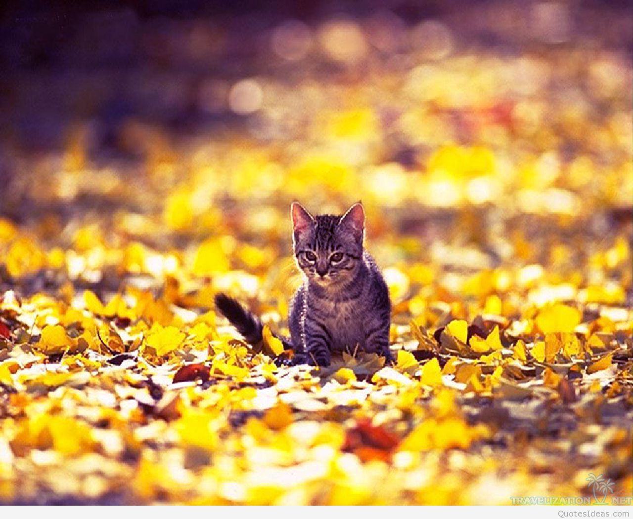 Amazingly Surprising Cats Wallpapers Travelizat Awesome - Cats And Autumn Hd - HD Wallpaper 