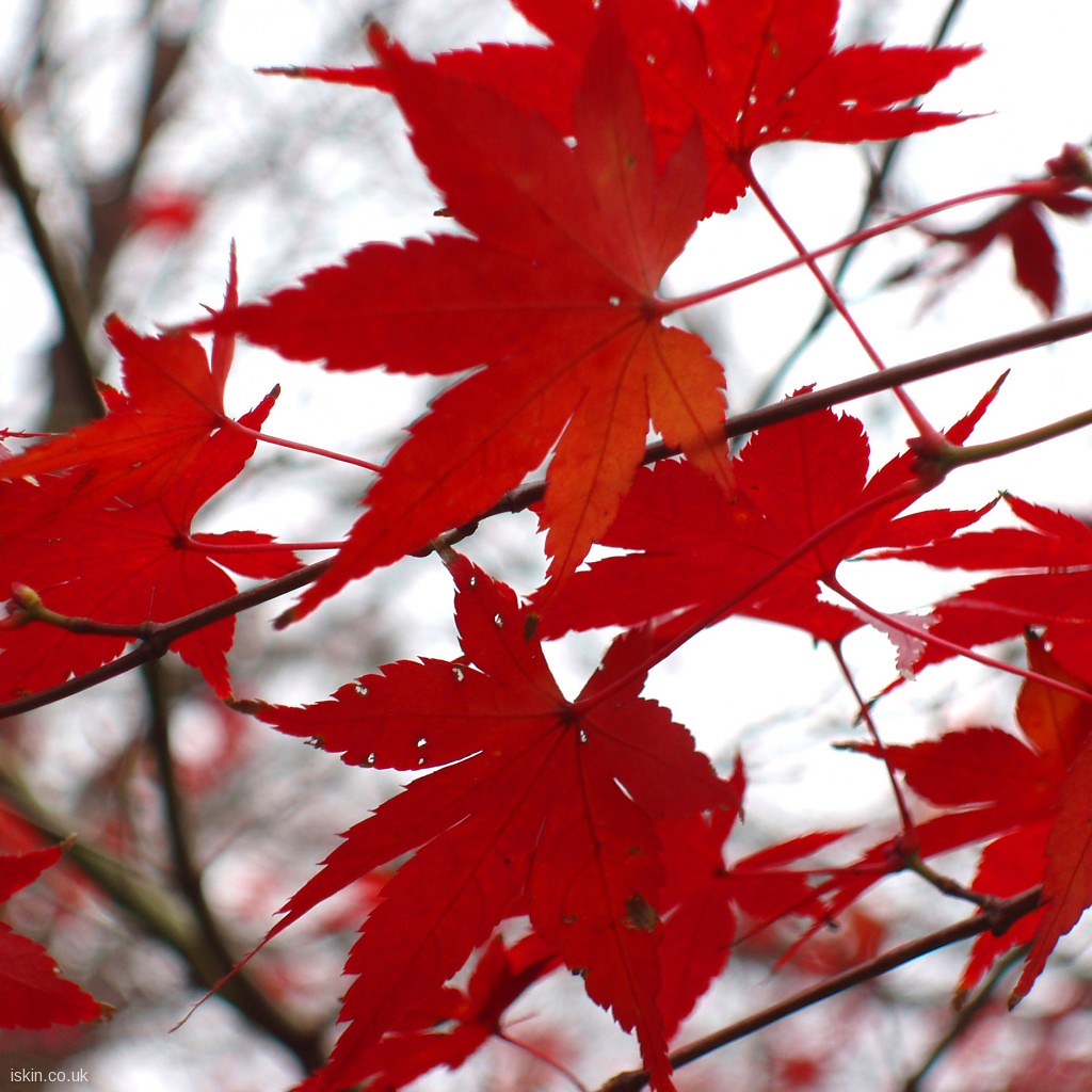Maple Tree - HD Wallpaper 